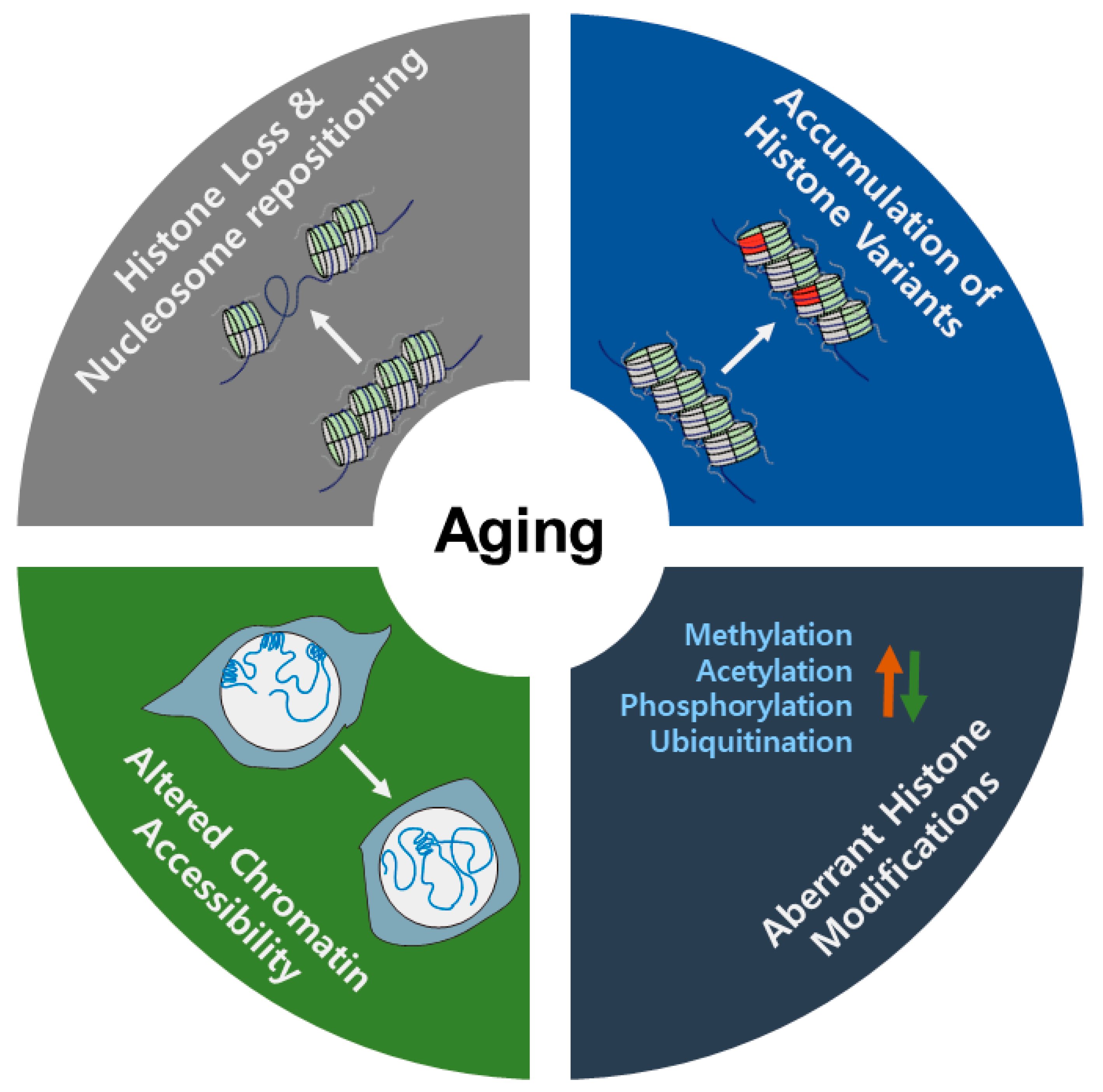 SET-9 and SET-26 are H3K4me3 readers and play critical roles in germline  development and longevity