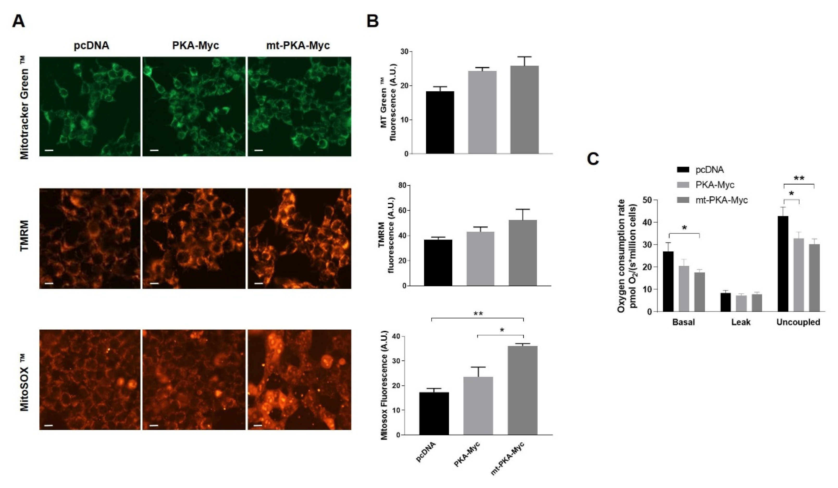 Ijms 21 08283 g002 Ijms 21 08283 g002