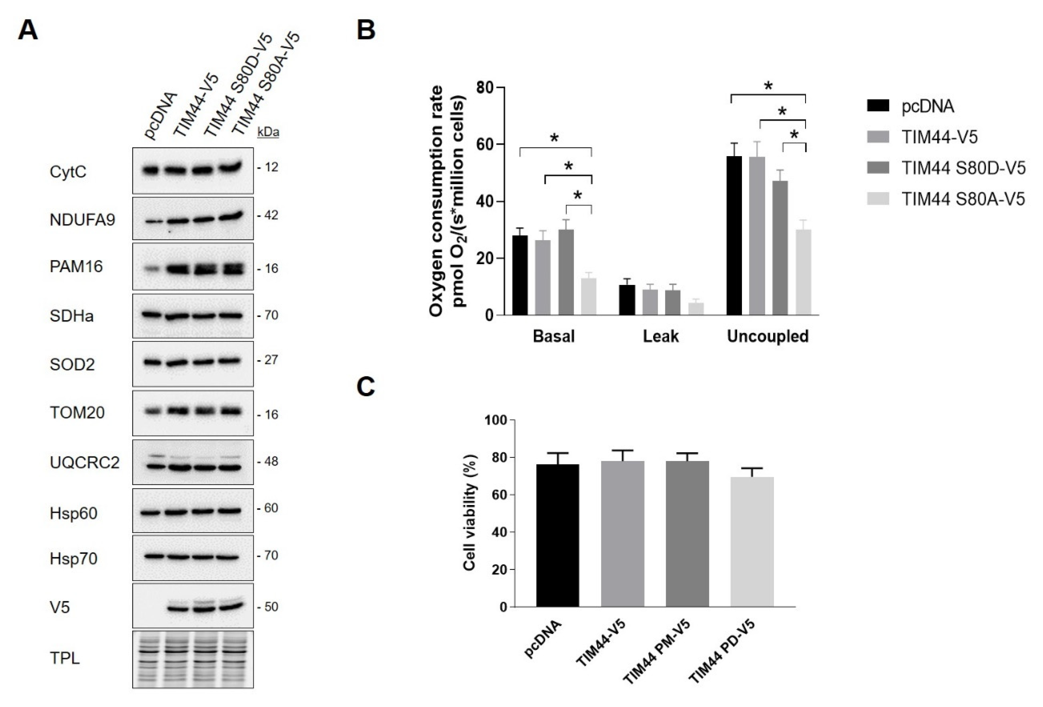 Ijms 21 08283 g005 Ijms 21 08283 g005