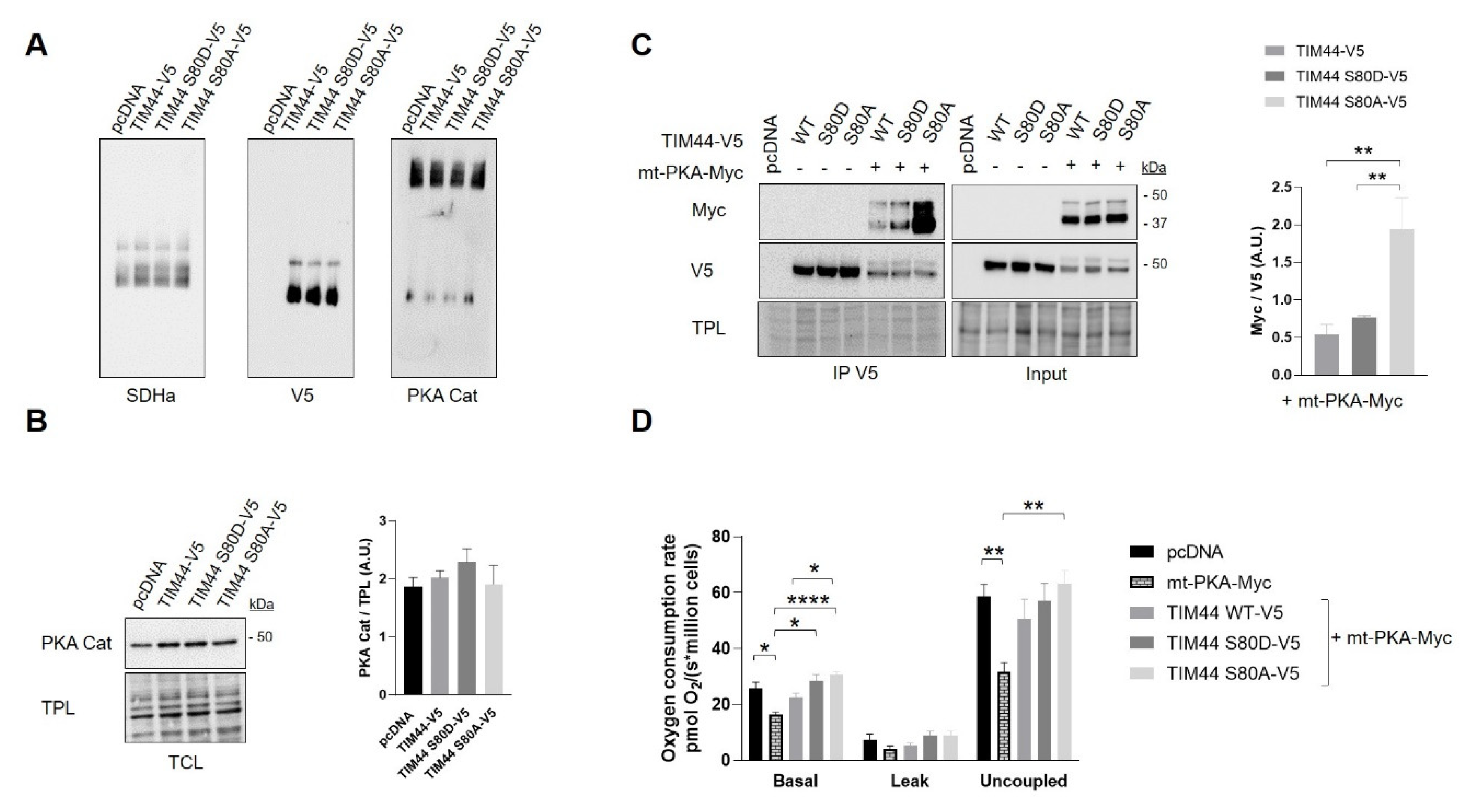 Ijms 21 08283 g006 Ijms 21 08283 g006