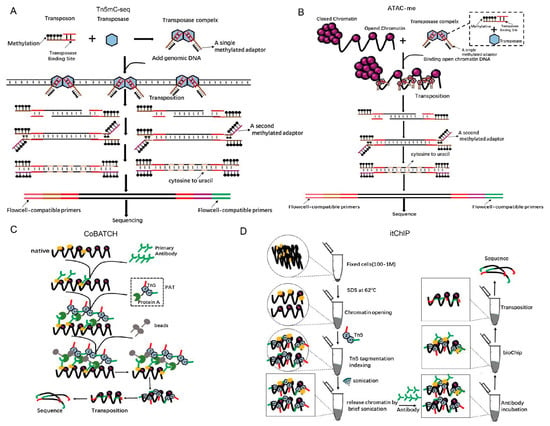 ATAC-seq reaction cartoon. (a) The Tn5 transposase (dark pink) inserts