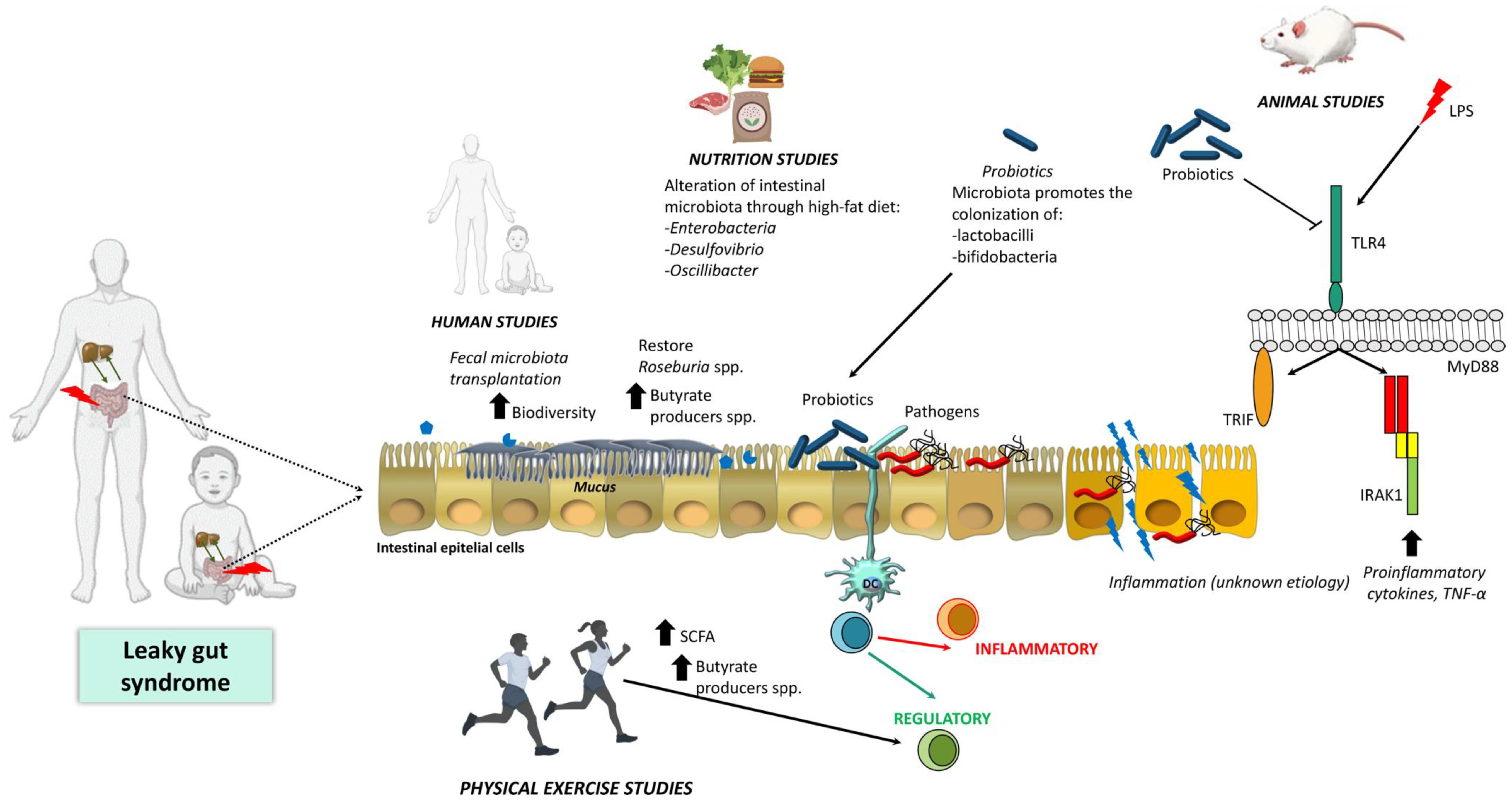 IJMS | Free Full-Text | The Gut Barrier, Intestinal Microbiota, and Liver  Disease: Molecular Mechanisms and Strategies to Manage | HTML