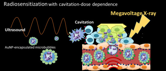 Ijms Free Full Text Enhanced Radiosensitization For Cancer Treatment With Gold Nanoparticles Through Sonoporation Html