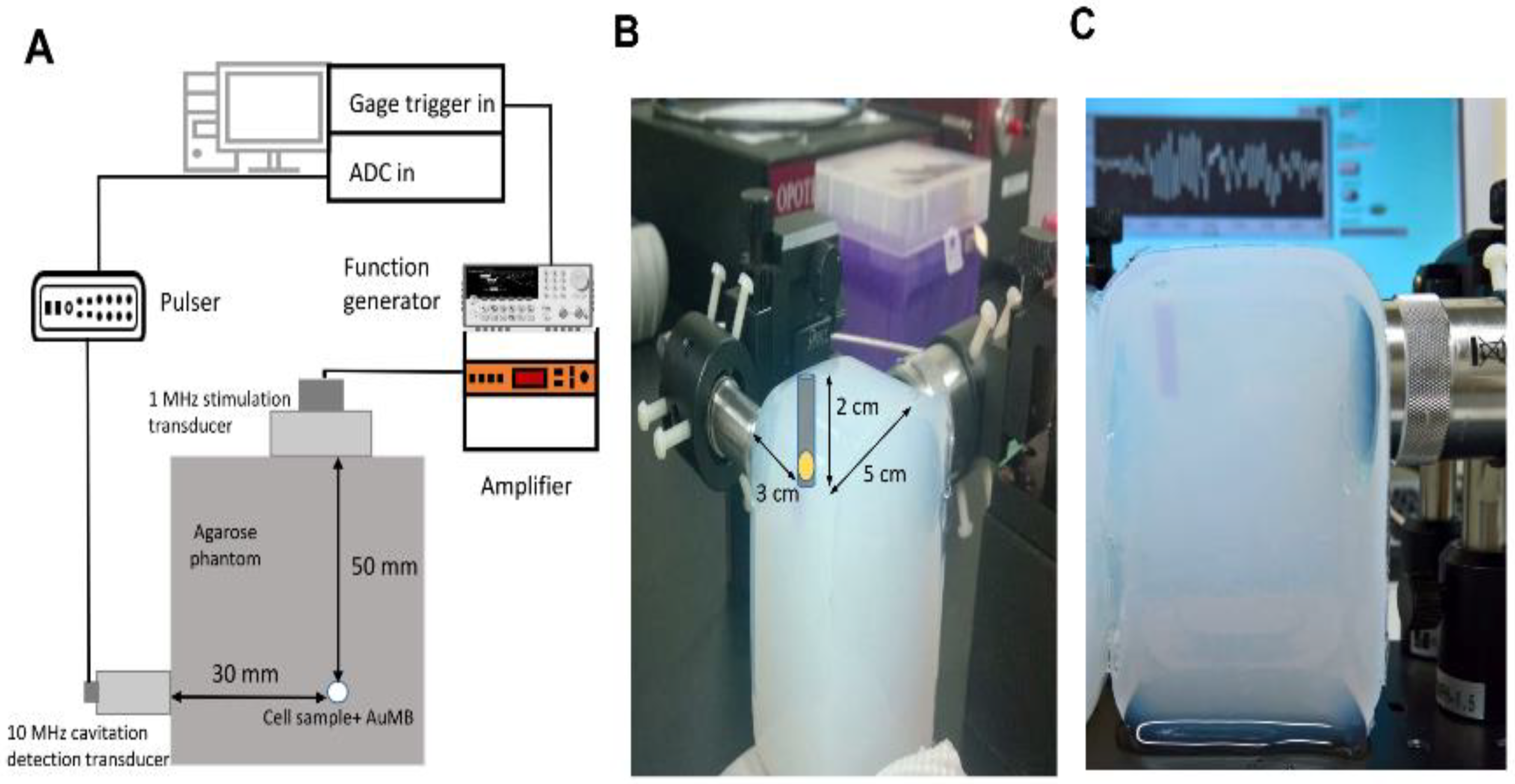 Ijms 21 08370 g001 Ijms 21 08370 g001