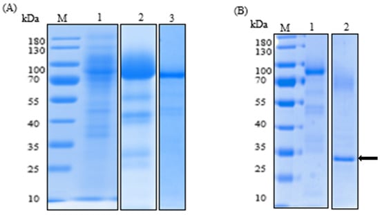 Ijms Free Full Text Enzyme Properties Of A Laccase Obtained From The Transcriptome Of The Marine Derived Fungus Stemphylium Lucomagnoense Html