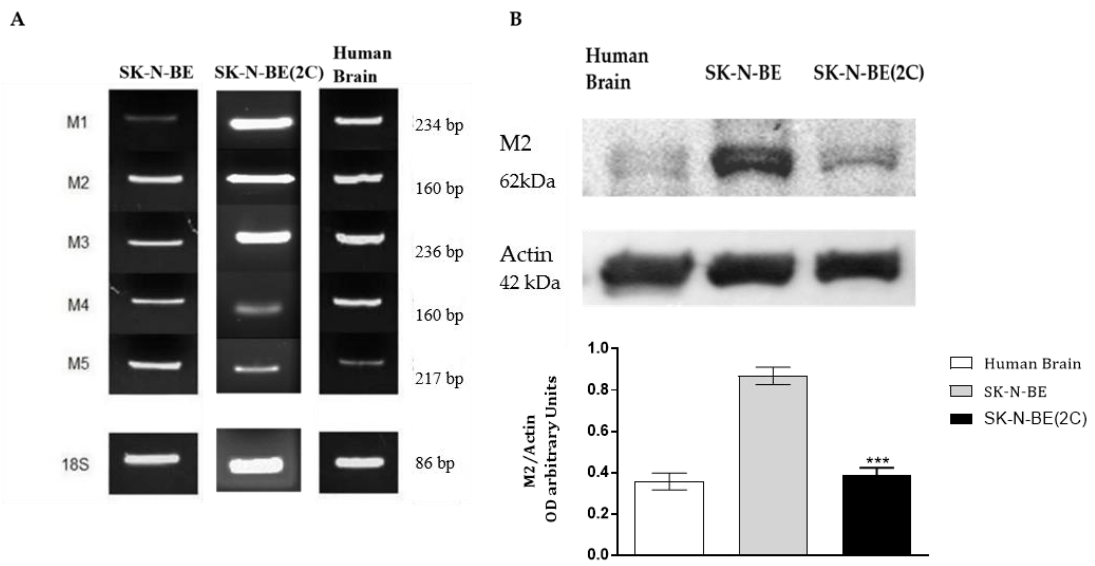 Ijms 21 08433 g001 Ijms 21 08433 g001