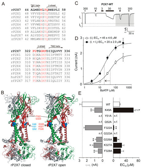 Ijms Free Full Text Role Of Conserved Residues And F322 In The Extracellular Vestibule Of The Rat P2x7 Receptor In Its Expression Function And Dye Uptake Ability Html