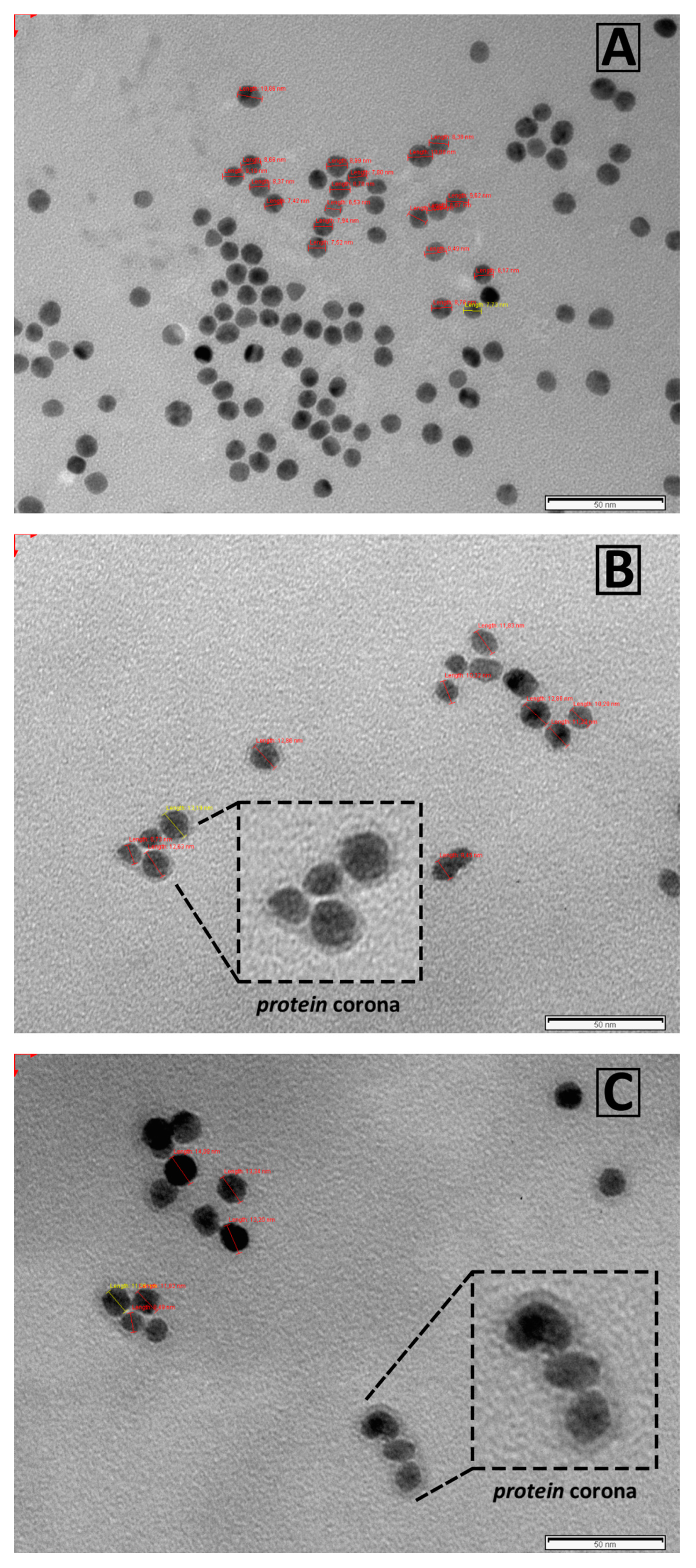 Ijms 21 08449 g003 Ijms 21 08449 g003