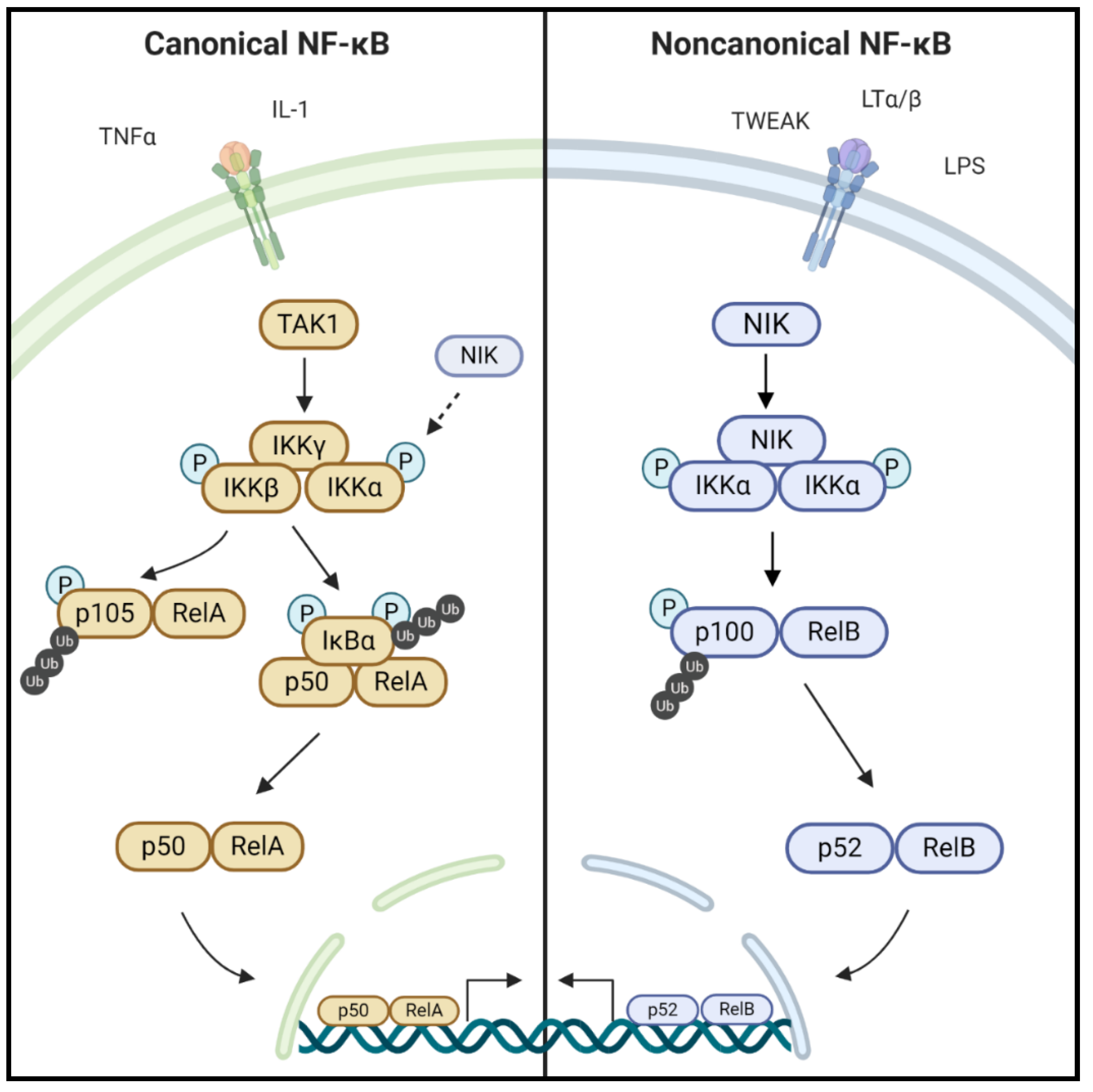 | Full-Text | Targeting NF-κB-Inducing Kinase (NIK) in Immunity, Inflammation, and