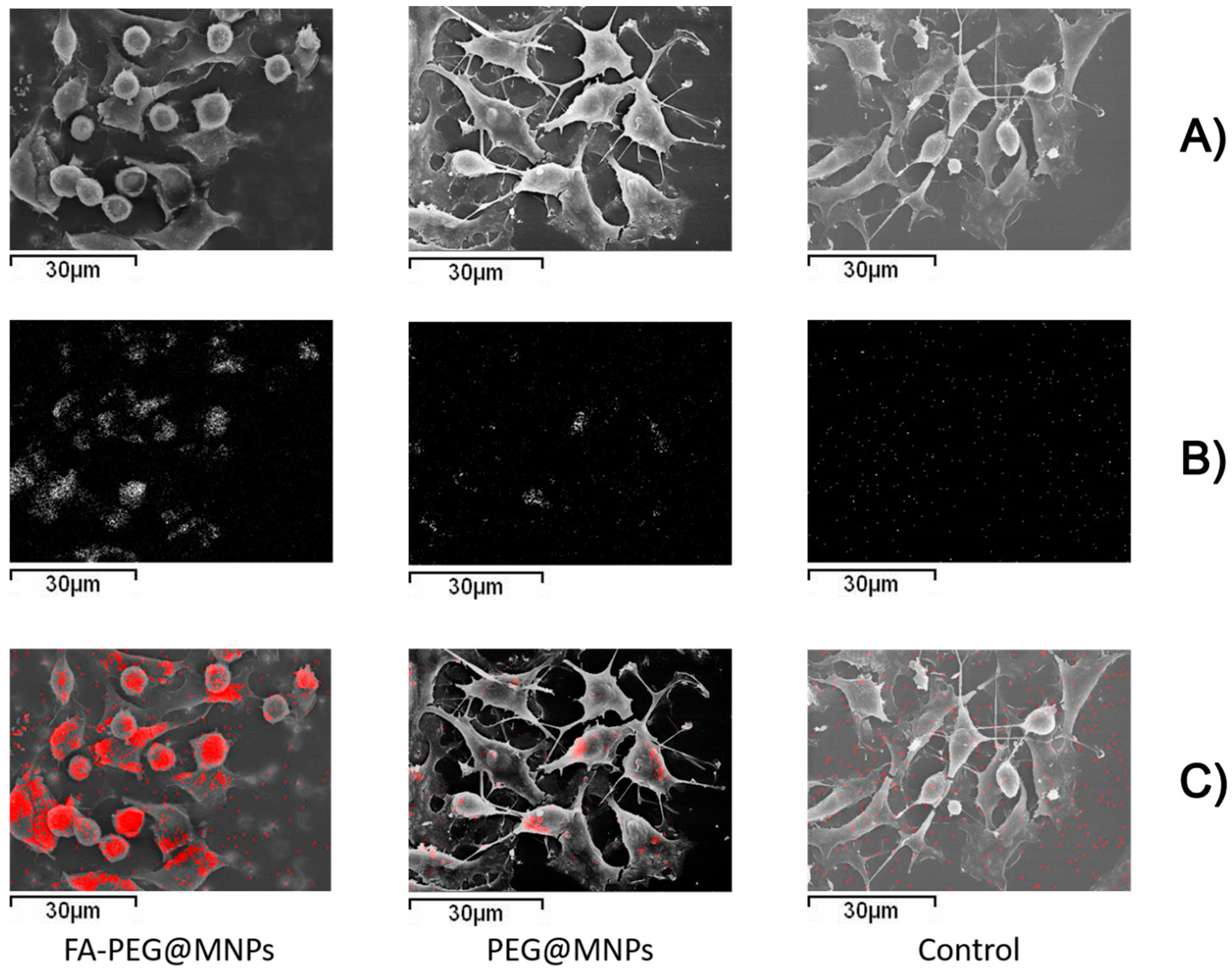 Ijms 21 08473 g002 Ijms 21 08473 g002