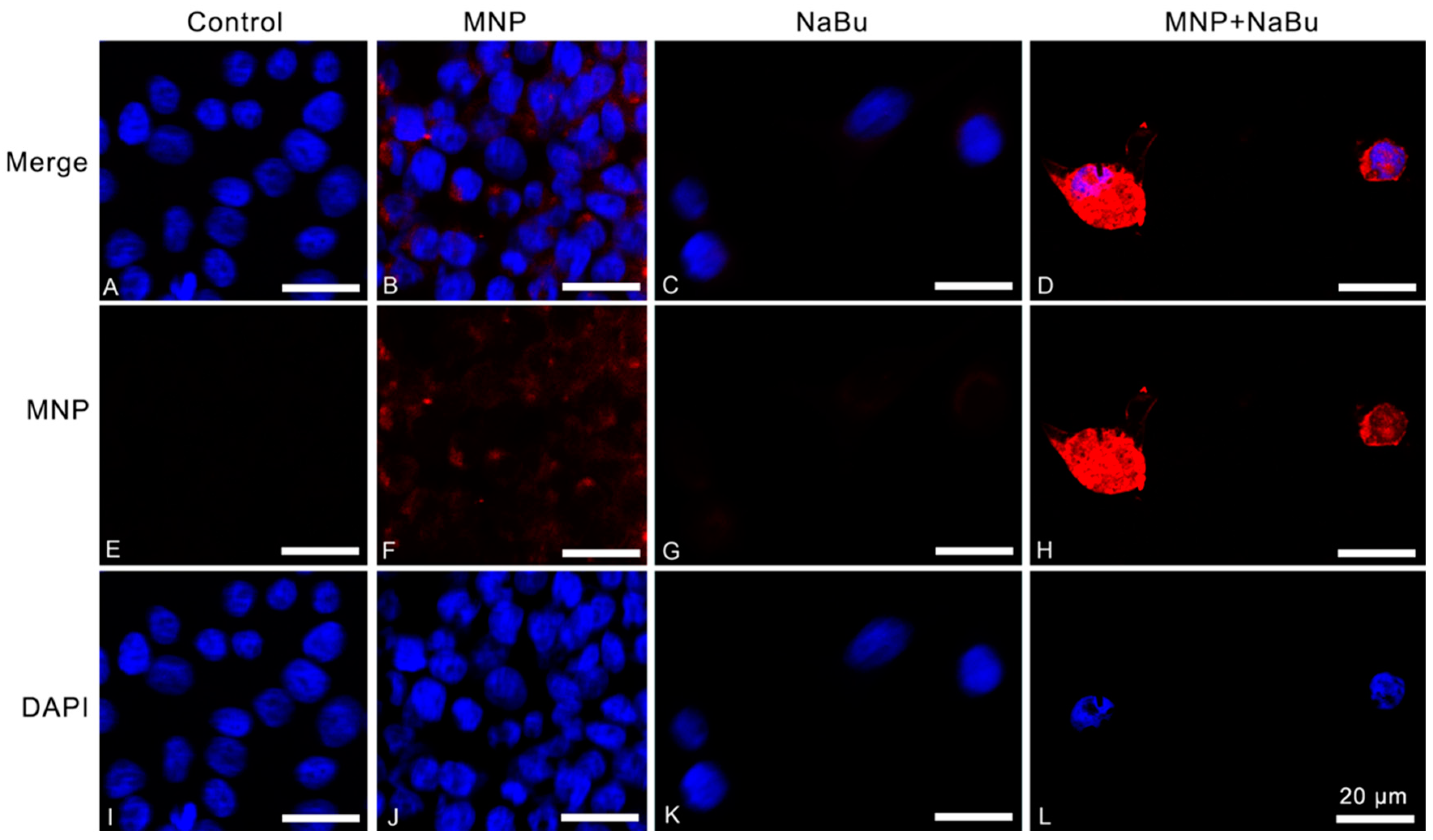 Ijms 21 08473 g003 Ijms 21 08473 g003