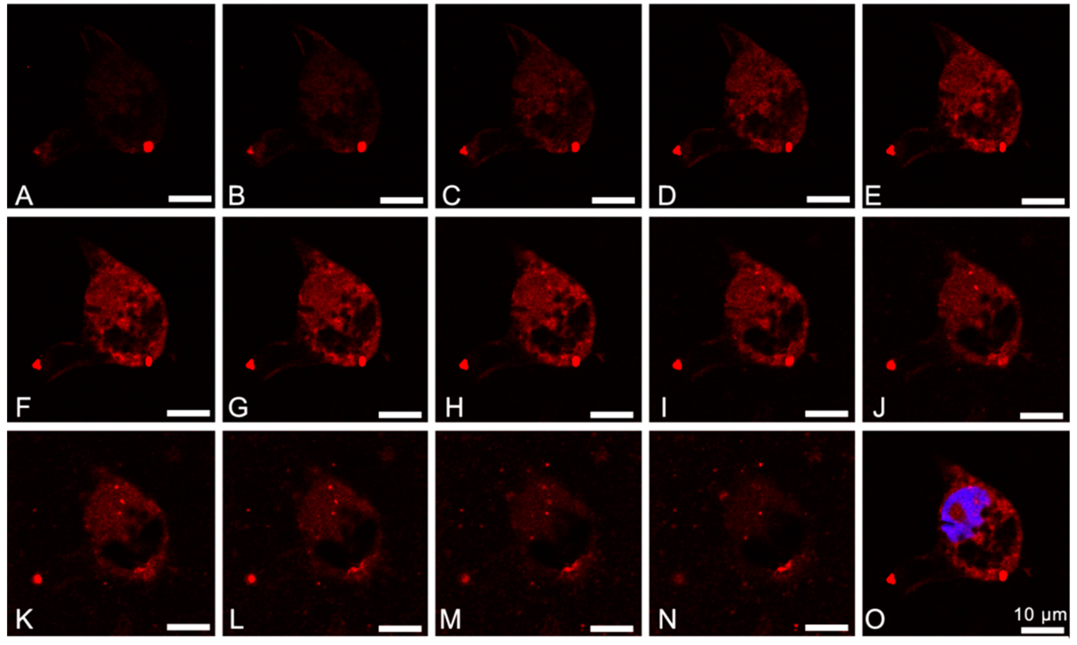 Ijms 21 08473 g004 Ijms 21 08473 g004