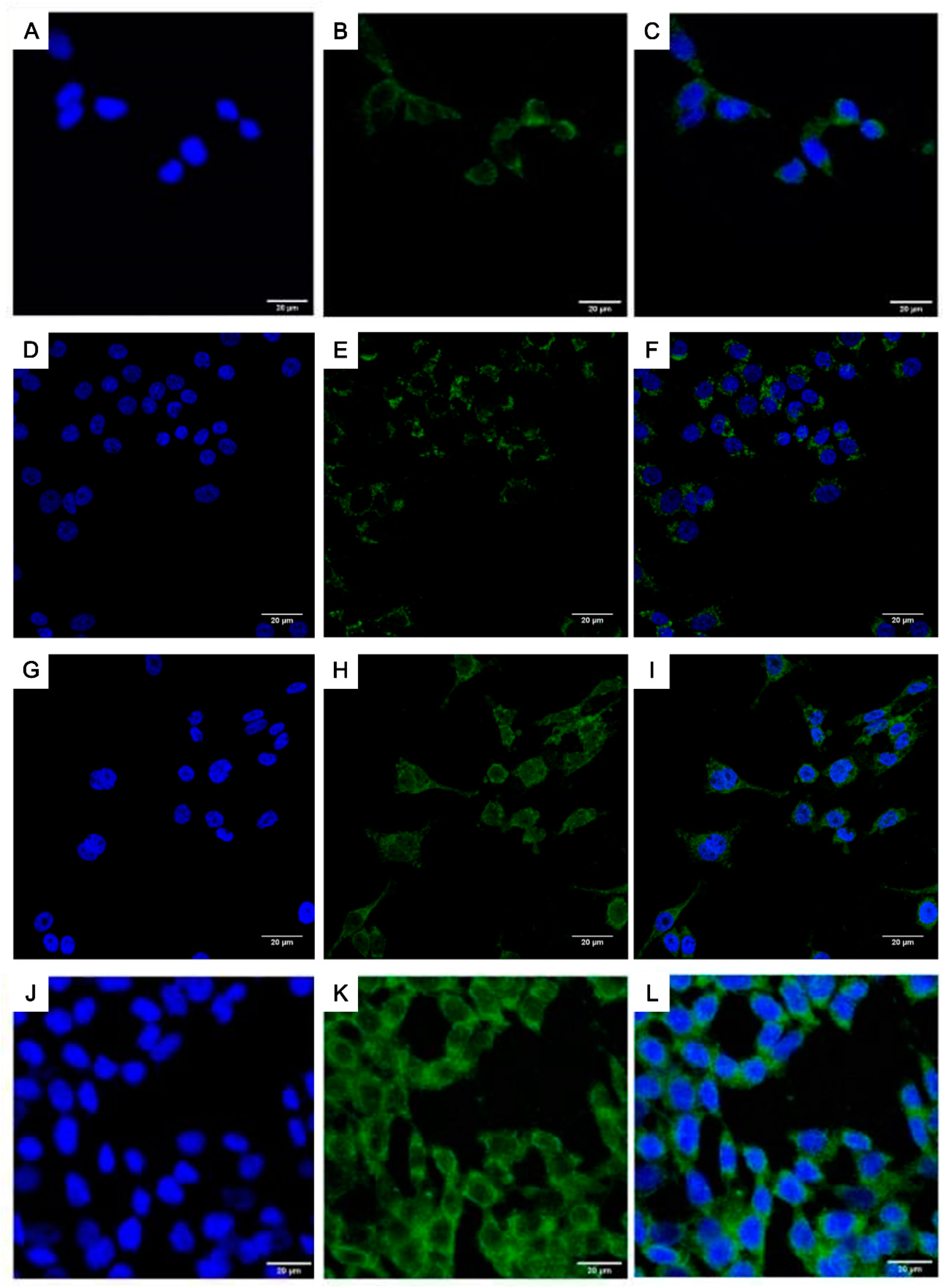 Ijms 21 08473 g006 Ijms 21 08473 g006