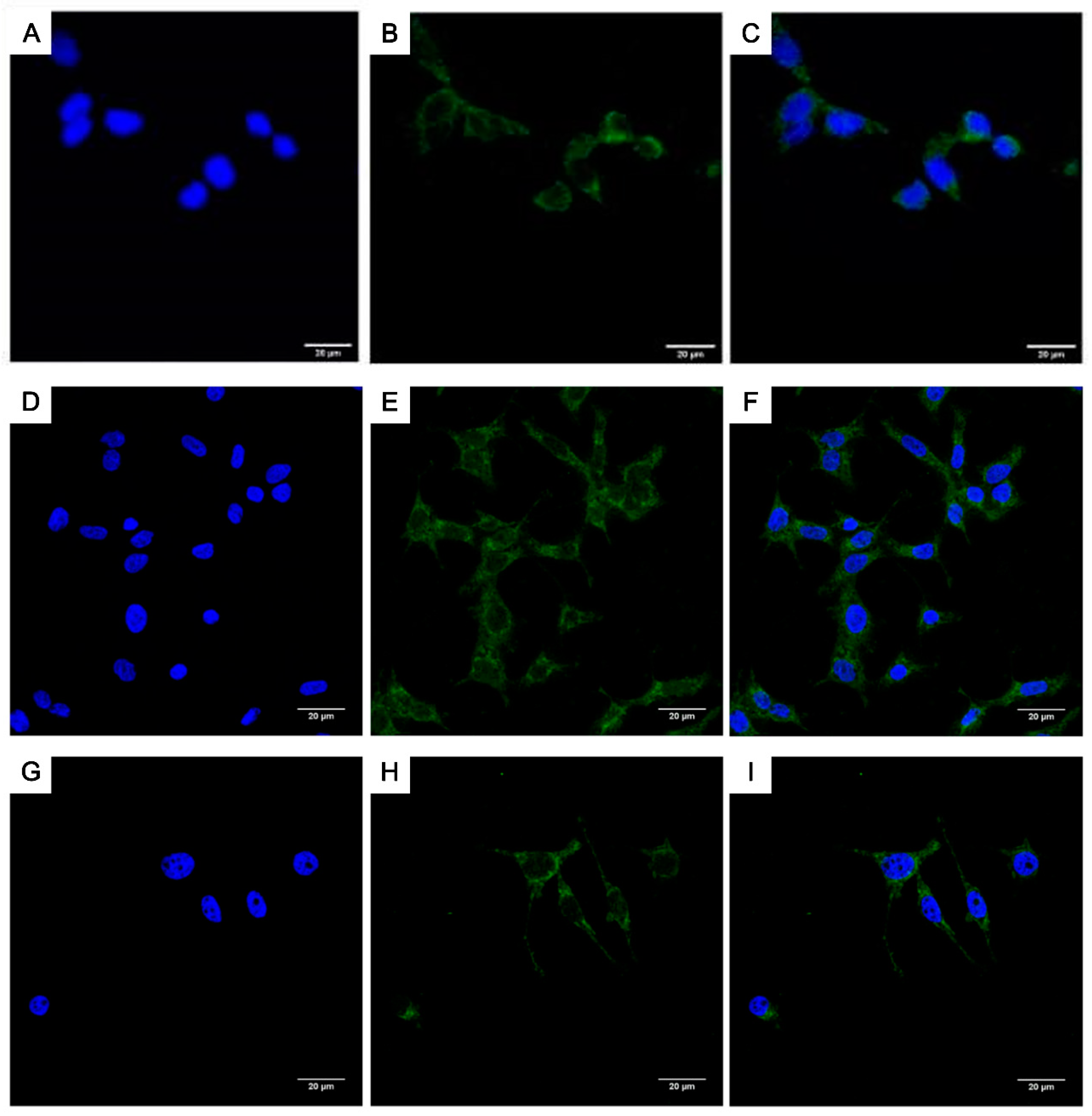 Ijms 21 08473 g007 Ijms 21 08473 g007