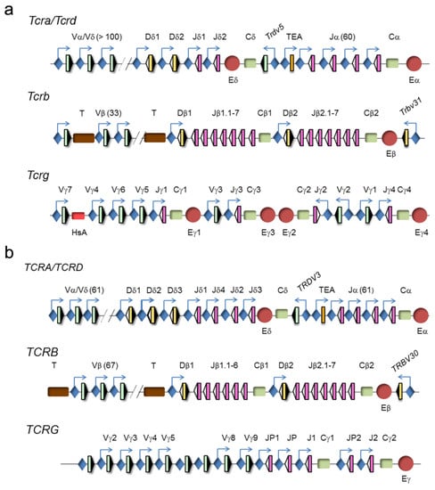 Ijms Free Full Text Regulation Of T Cell Receptor Gene Expression By Three Dimensional Locus Conformation And Enhancer Function Html