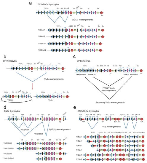 Ijms Free Full Text Regulation Of T Cell Receptor Gene Expression By Three Dimensional Locus Conformation And Enhancer Function Html