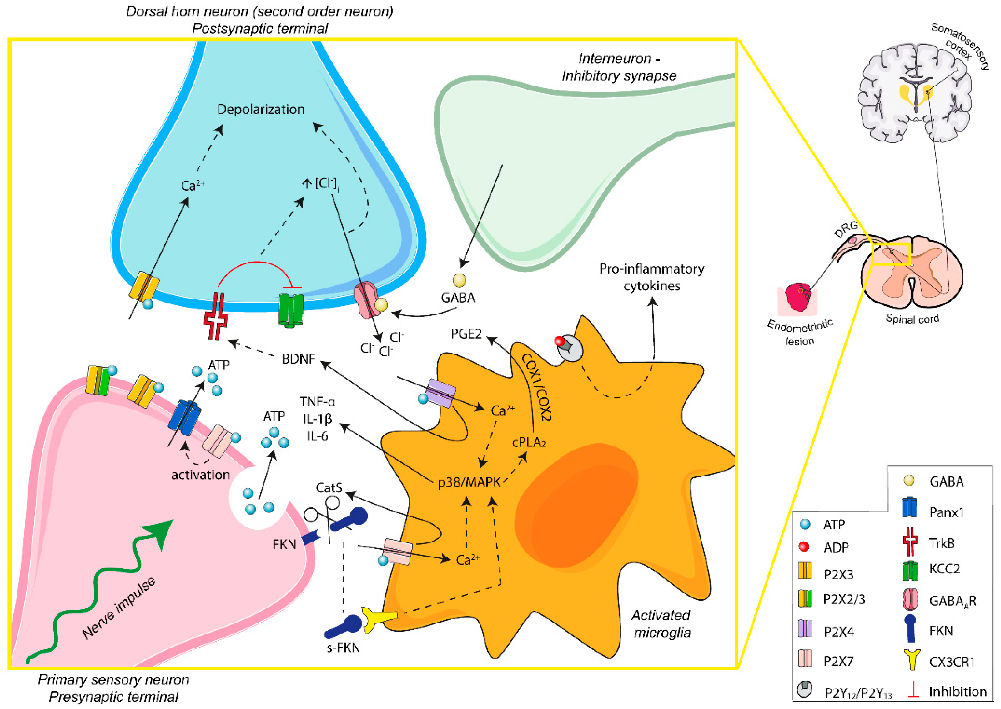 Purinergic signaling mediates neuroglial interactions to modulate sighs