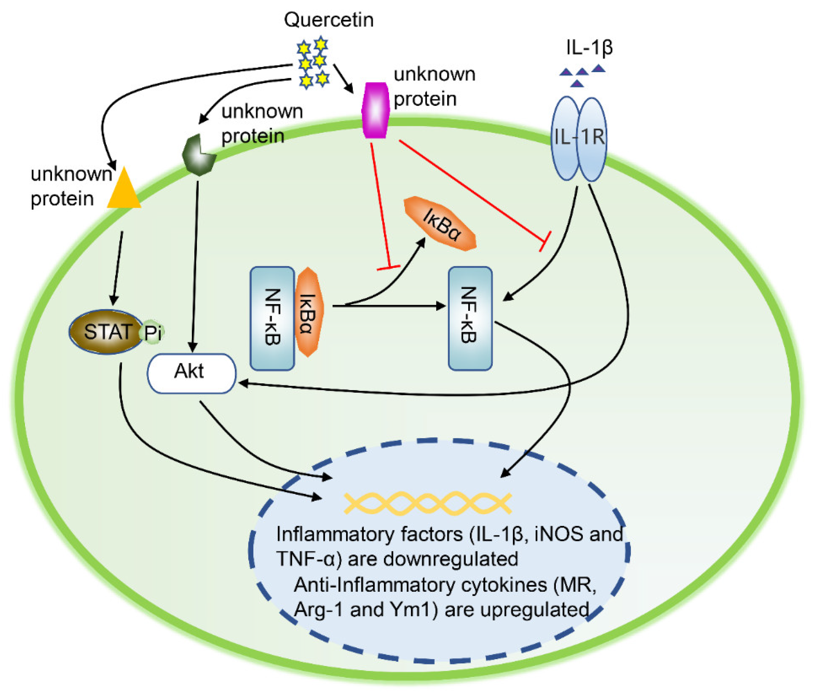 Ijms 21 08513 g003 Ijms 21 08513 g003