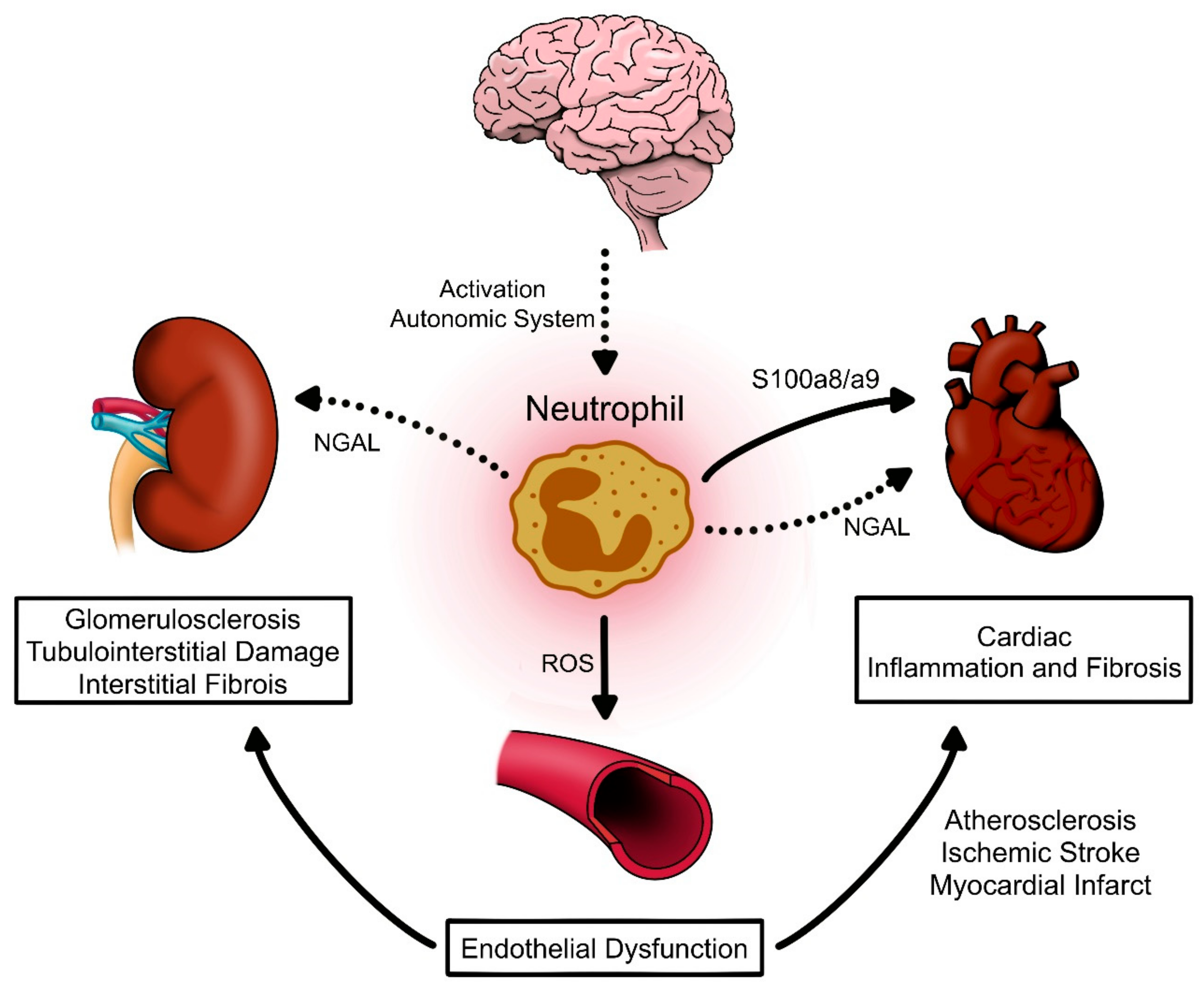 Ijms 21 08536 g002 Ijms 21 08536 g002