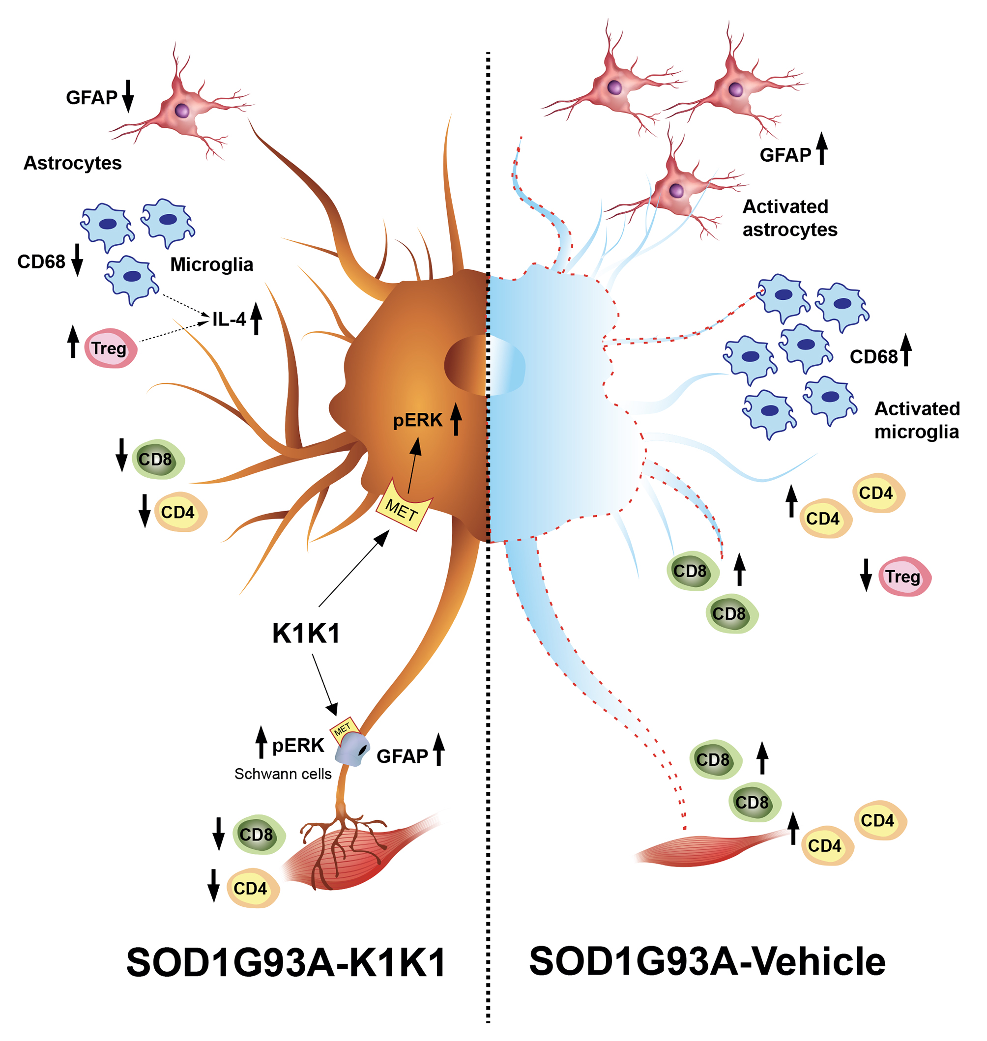 Ijms Free Full Text A Novel Hgf Sf Receptor Met Agonist Transiently Delays The Disease Progression In An Amyotrophic Lateral Sclerosis Mouse Model By Promoting Neuronal Survival And Dampening The Immune Dysregulation