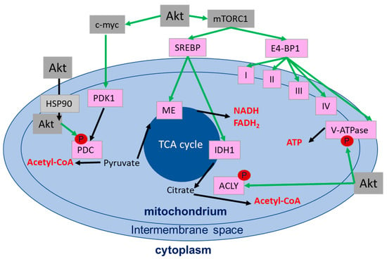 IJMS | Free Full-Text | A New Twist in Protein Kinase B/Akt Signaling ...