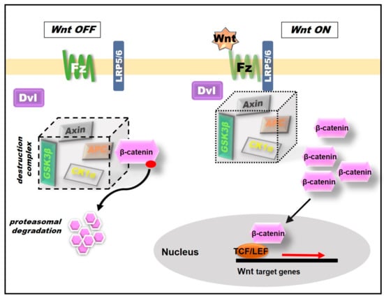 Ijms Free Full Text Insights Into Potential Targets For Therapeutic Intervention In Epilepsy Html