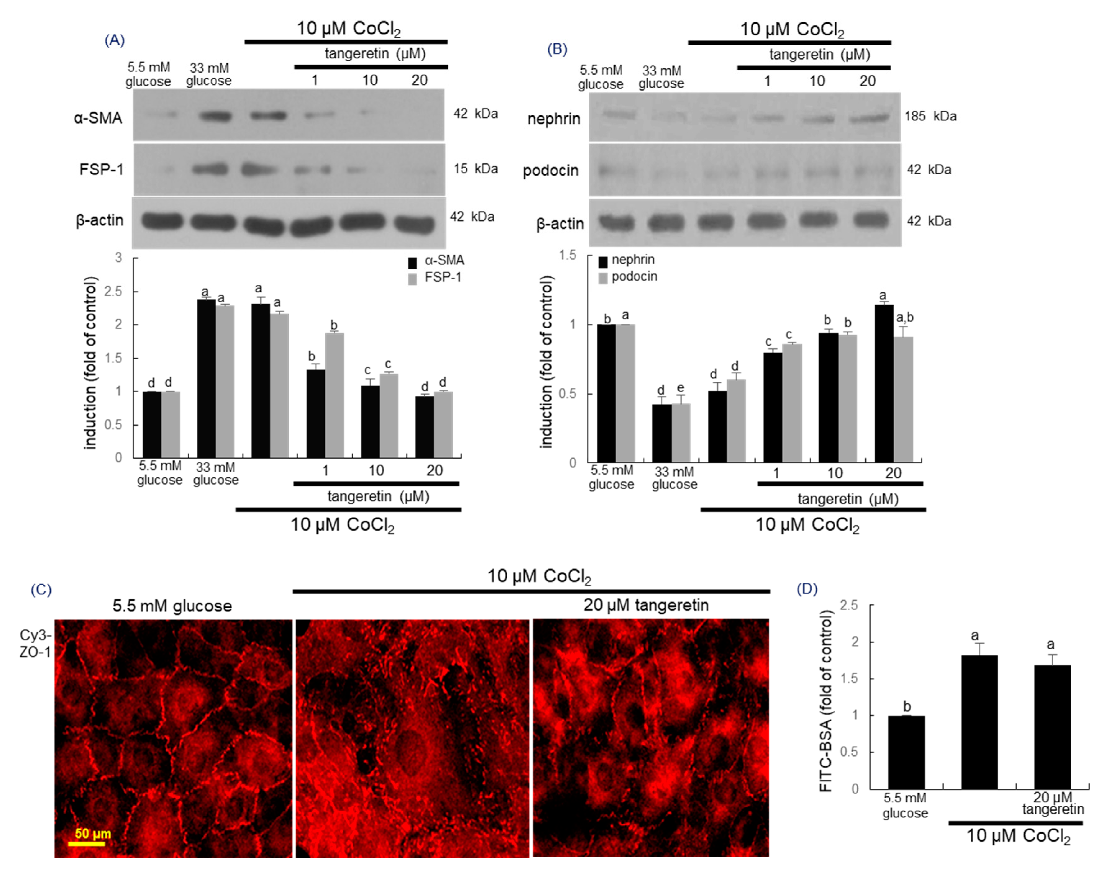 Ijms 21 08577 g008 Ijms 21 08577 g008