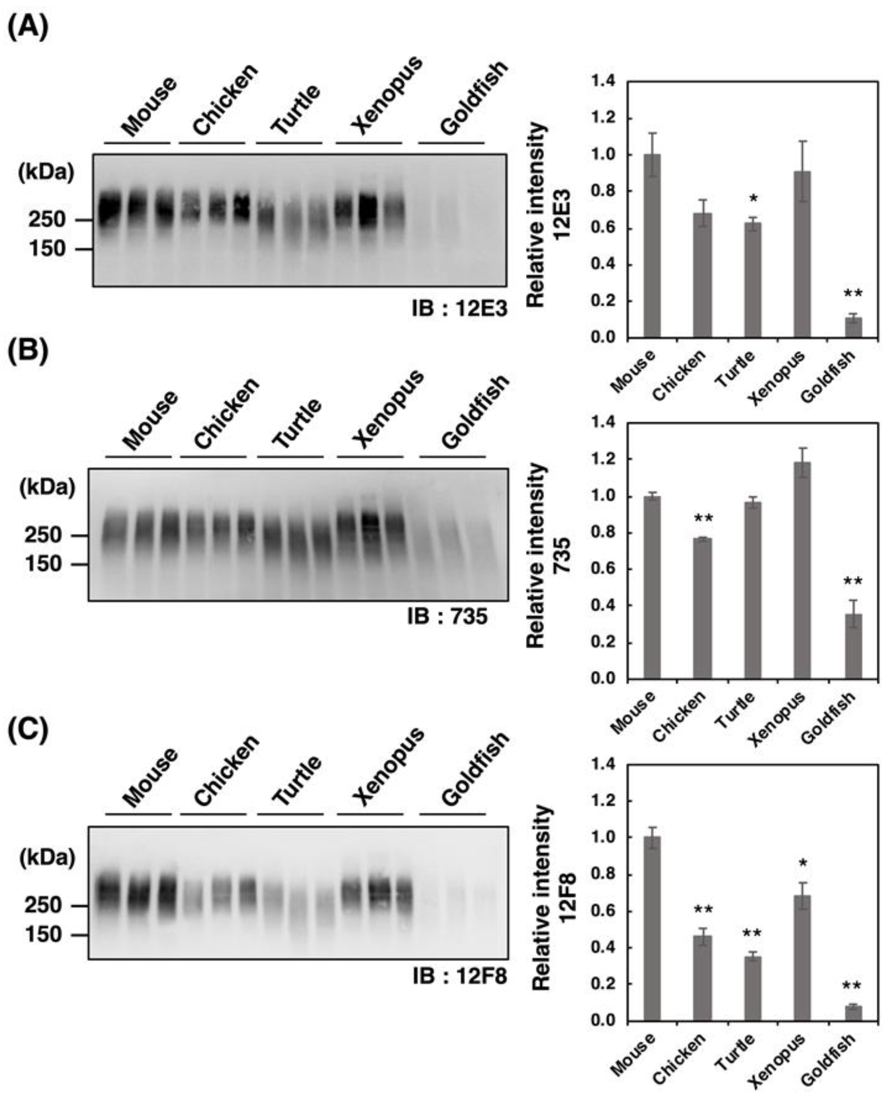 Ijms 21 08593 g002 Ijms 21 08593 g002