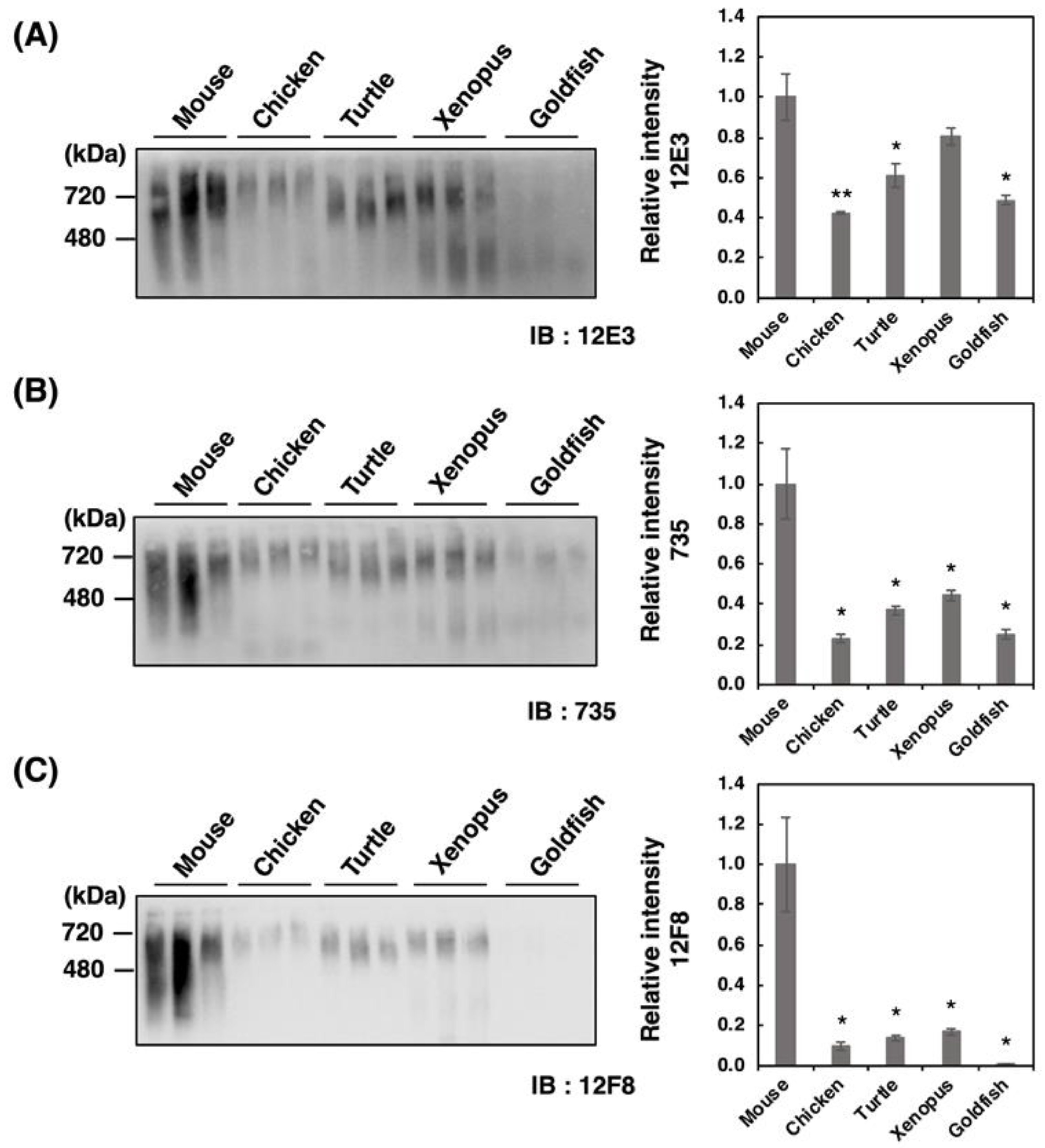 Ijms 21 08593 g003 Ijms 21 08593 g003