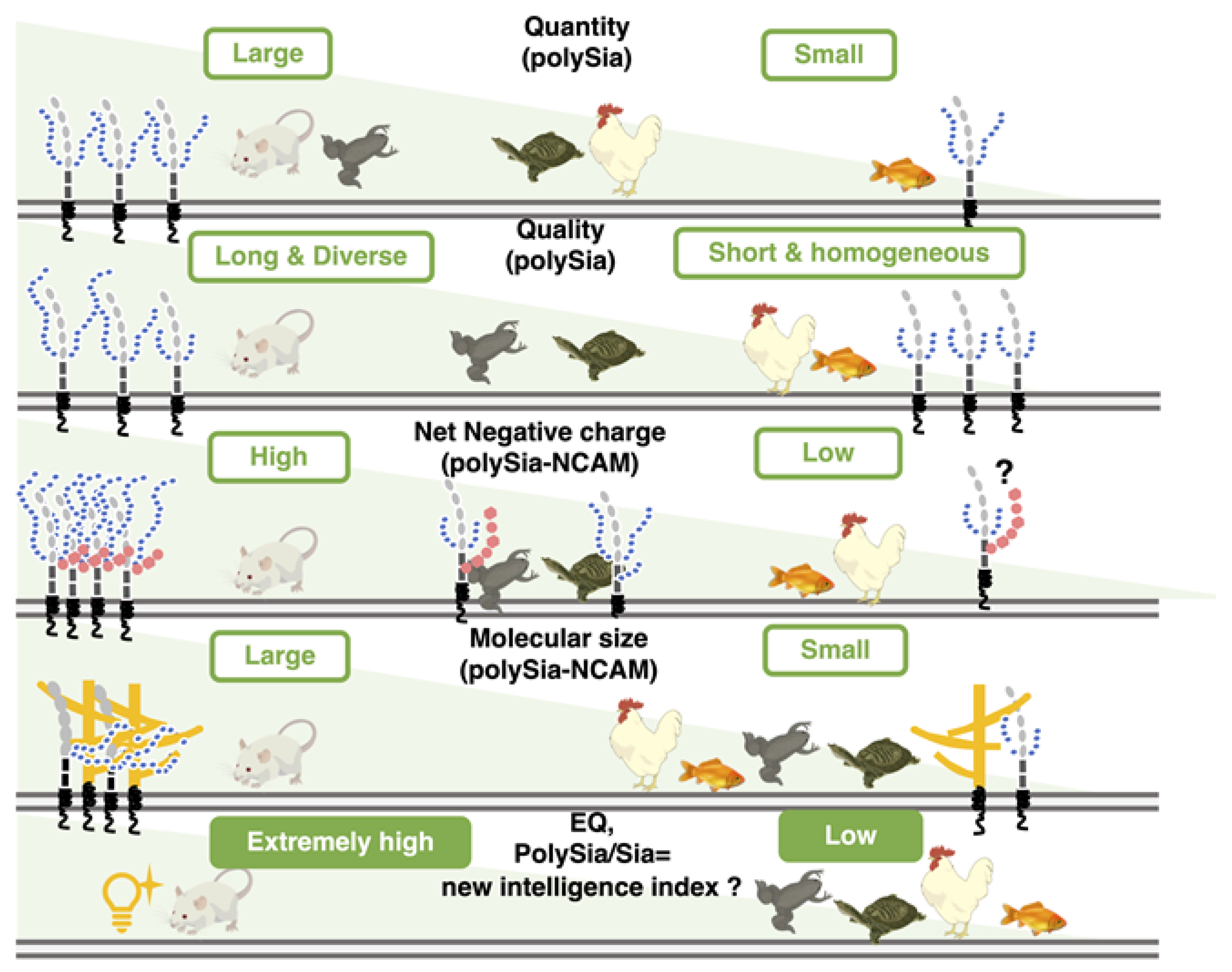 Ijms 21 08593 g011 Ijms 21 08593 g011