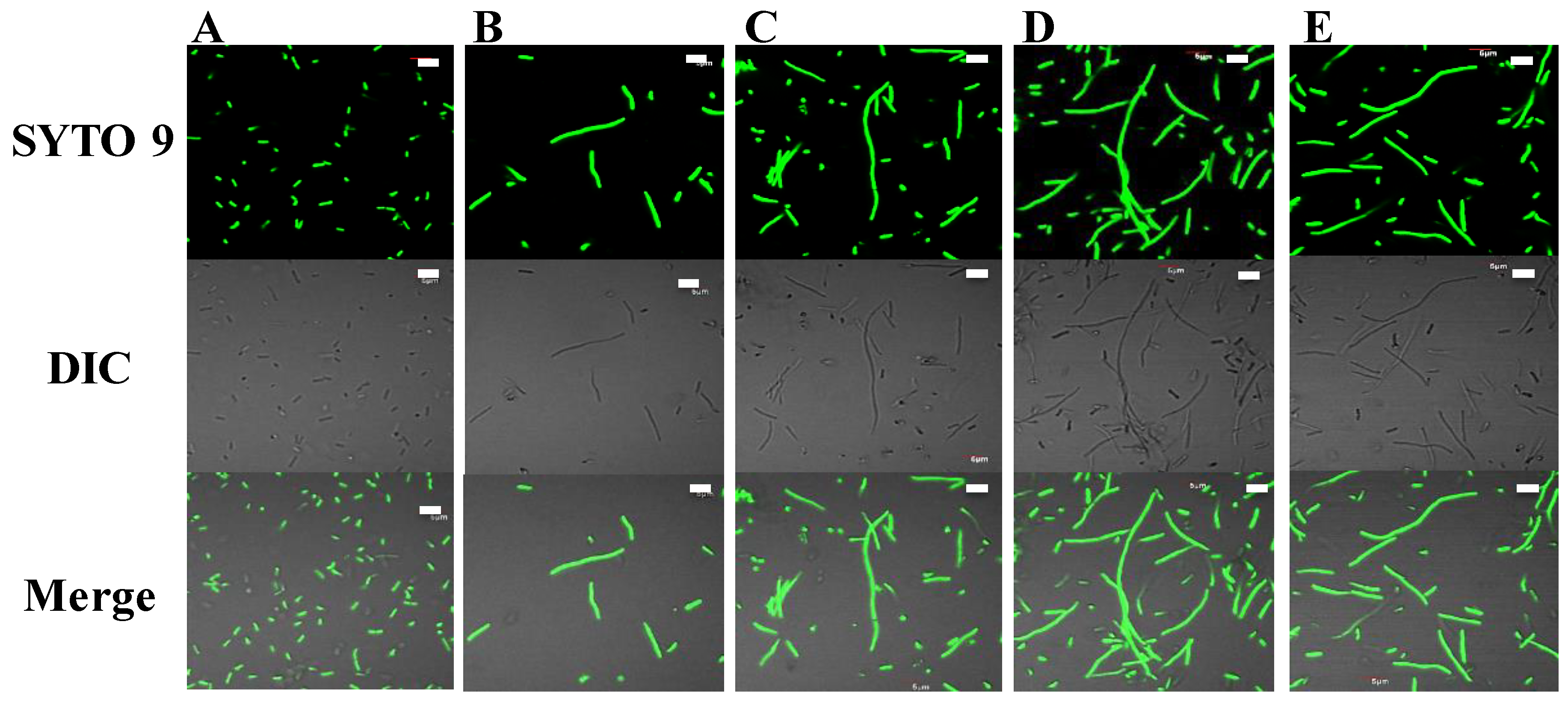 Ijms 21 08624 g004 Ijms 21 08624 g004
