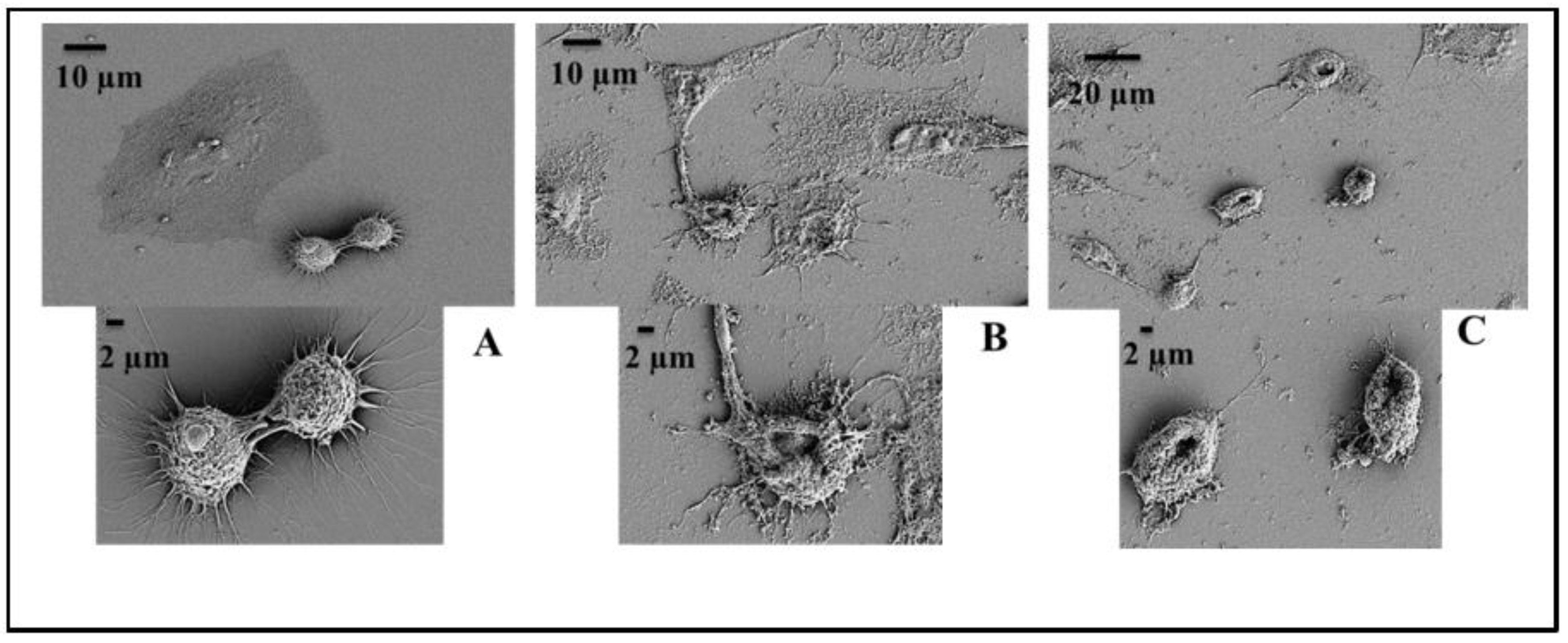 Ijms 21 08624 g005 Ijms 21 08624 g005