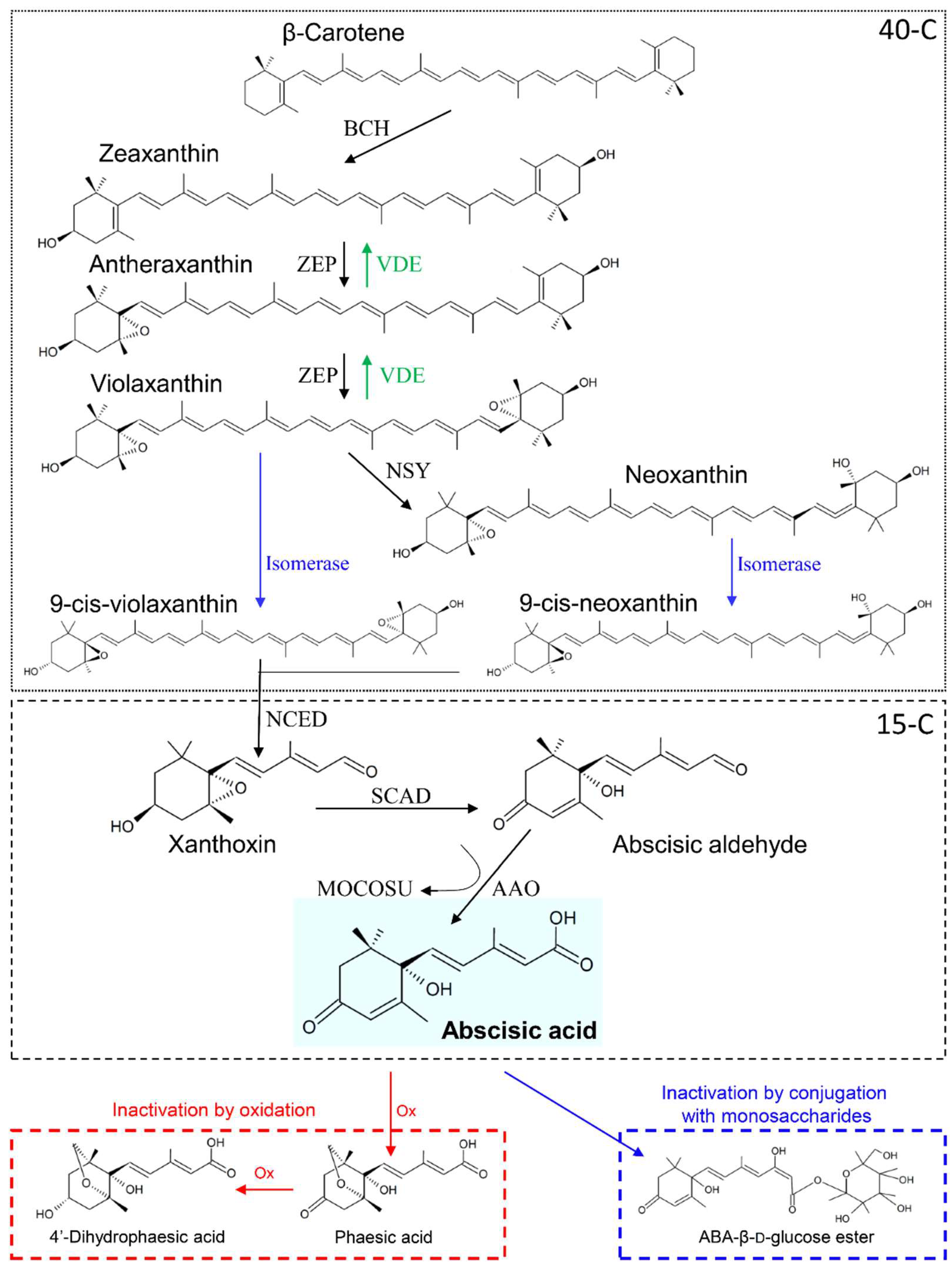 Ijms 21 08648 g001 Ijms 21 08648 g001