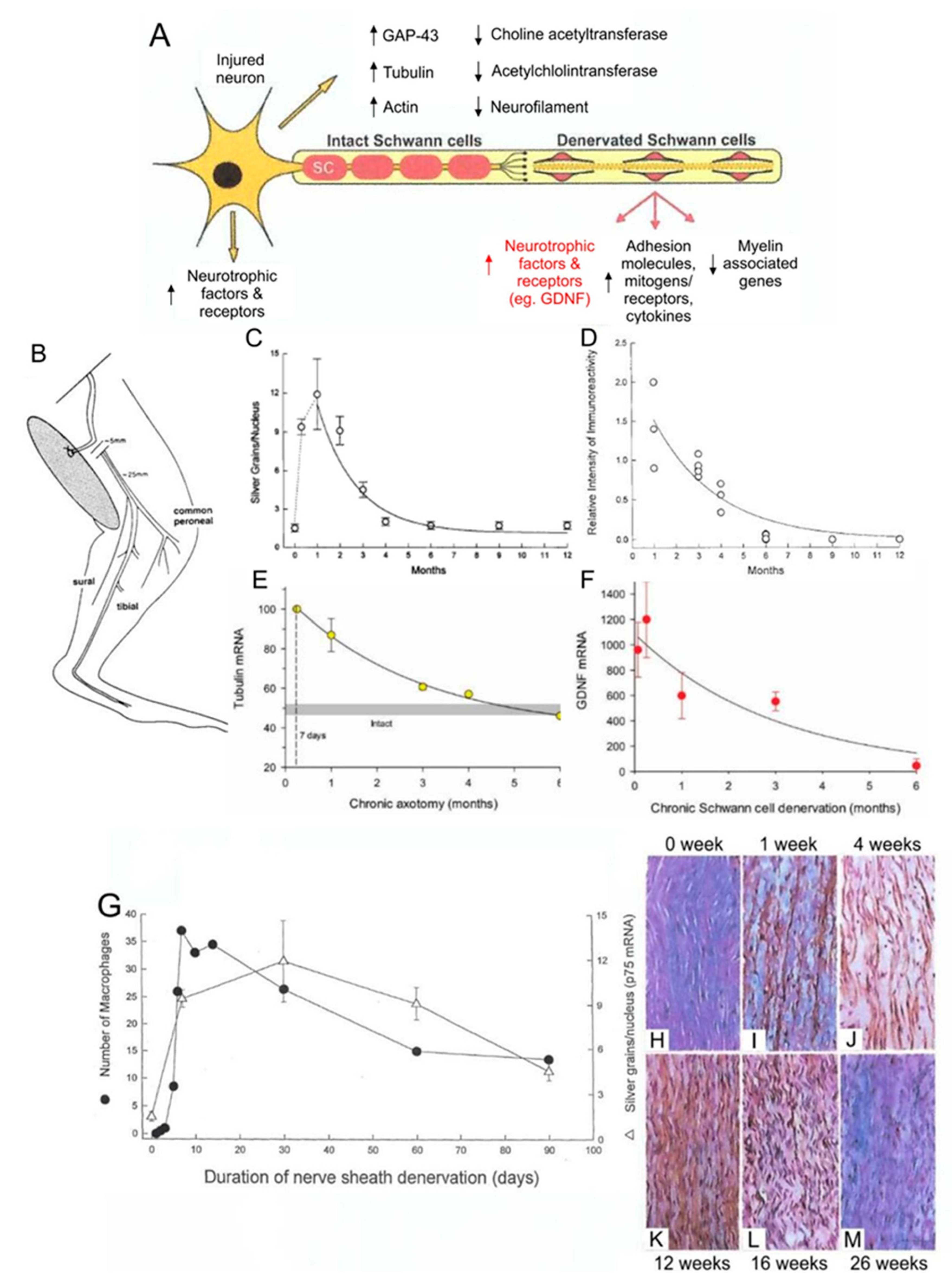 Nerve regeneration and muscle reinnervation. Neuromuscular electrical