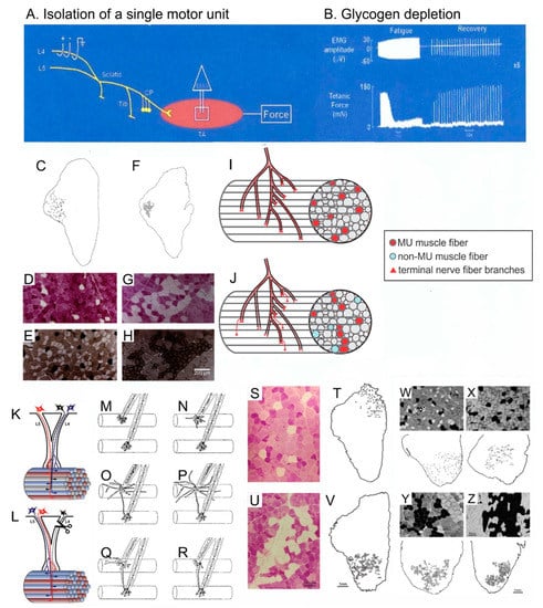 Nerve regeneration and muscle reinnervation. Neuromuscular electrical