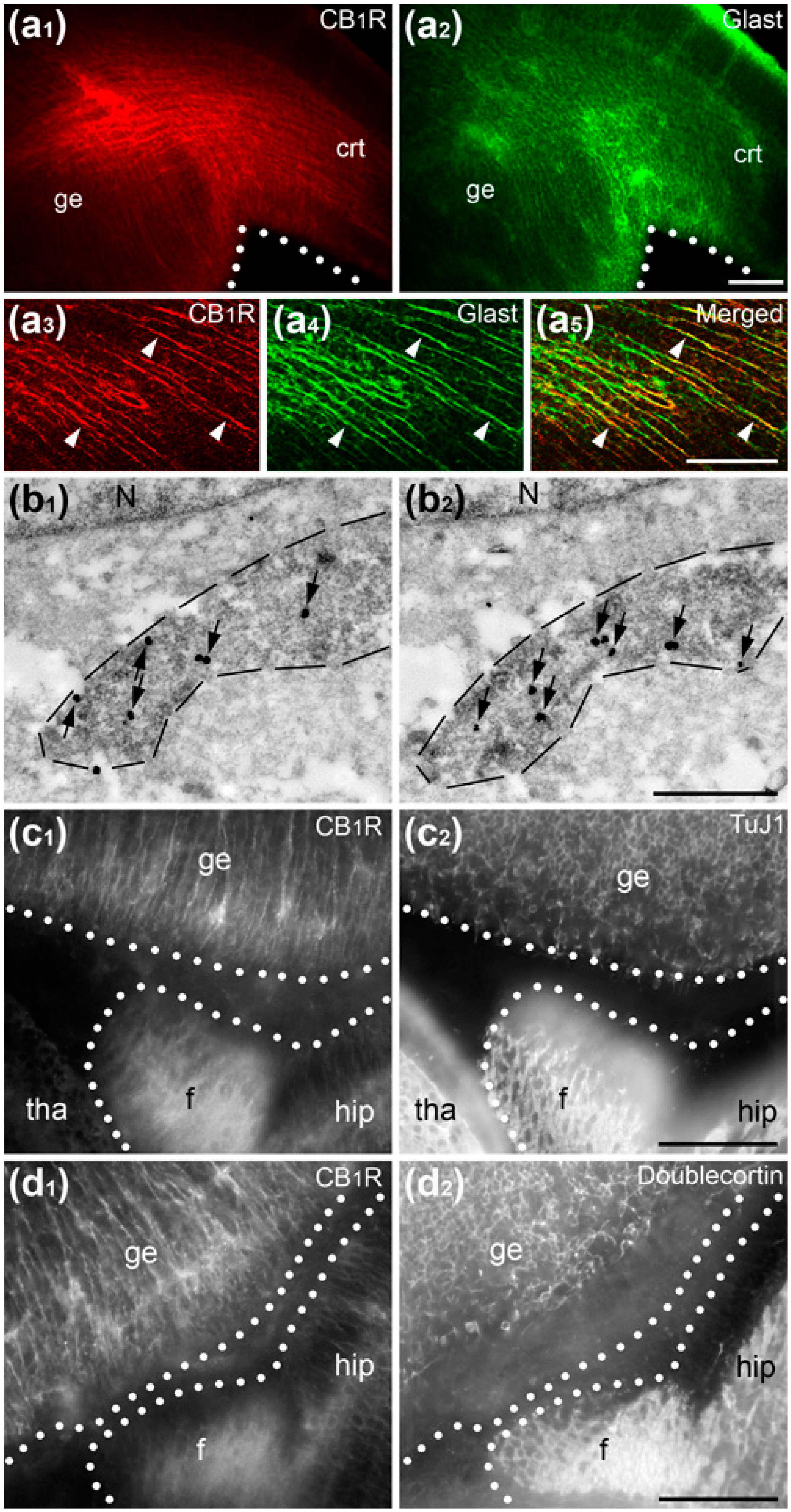 Ijms 21 08657 g002 Ijms 21 08657 g002