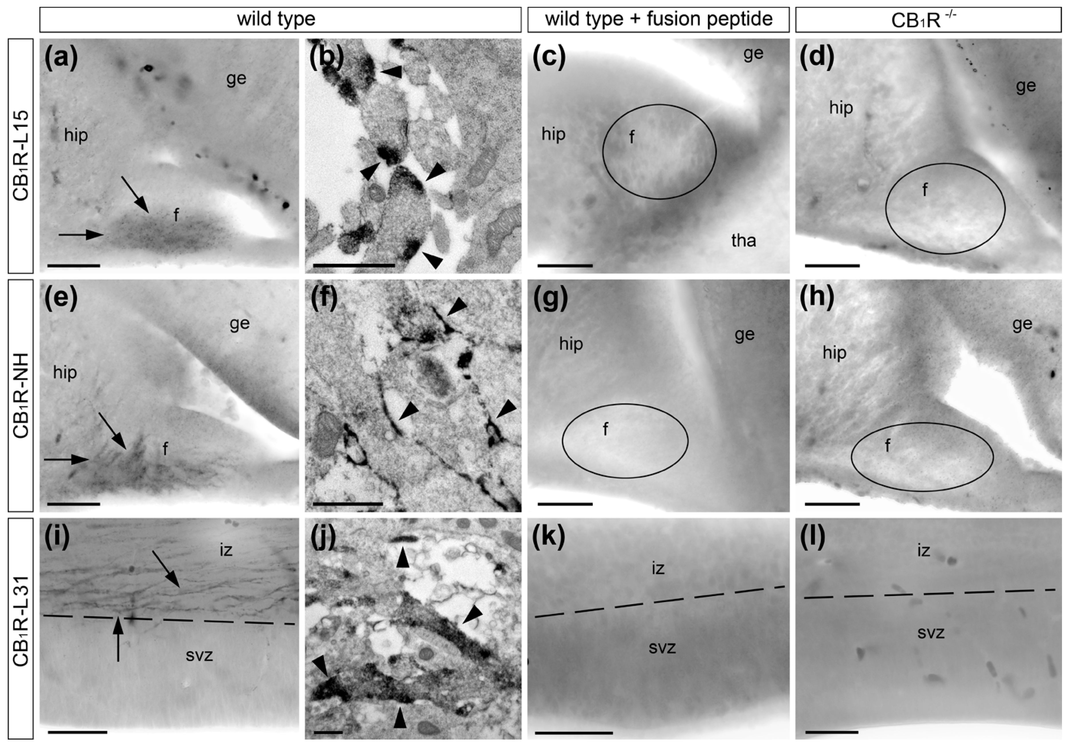 Ijms 21 08657 g004 Ijms 21 08657 g004