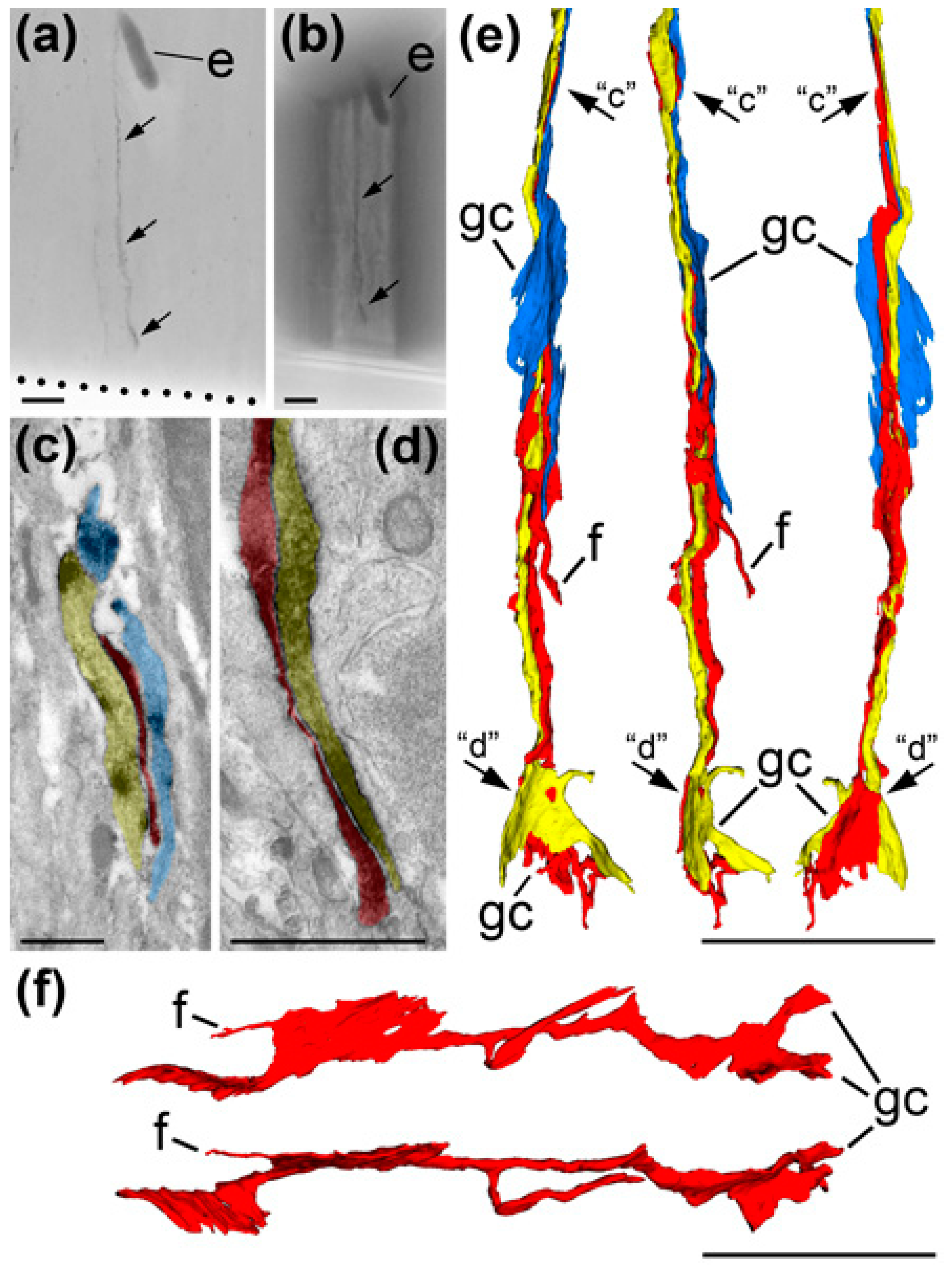 Ijms 21 08657 g006 Ijms 21 08657 g006