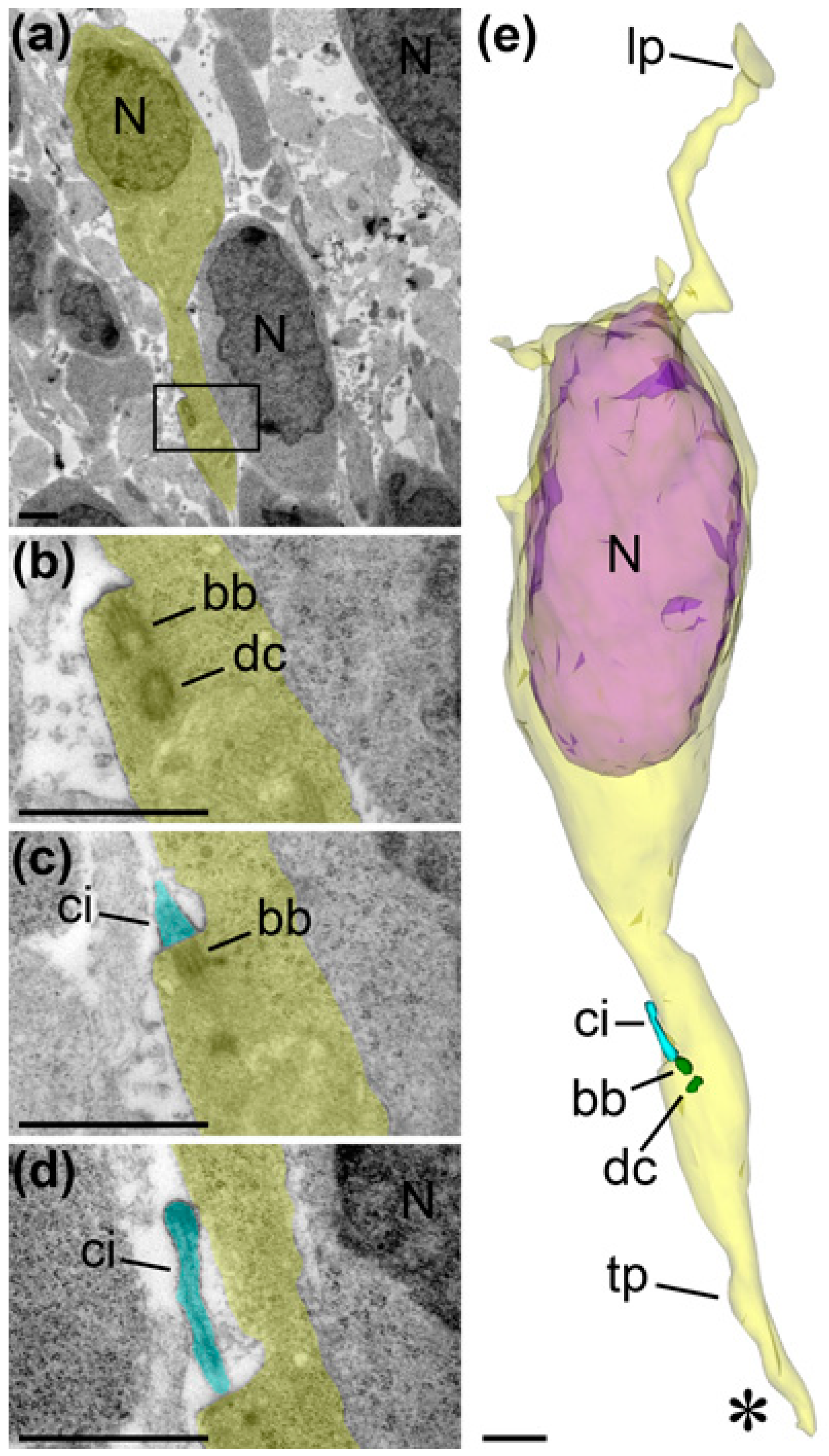 Ijms 21 08657 g007 Ijms 21 08657 g007