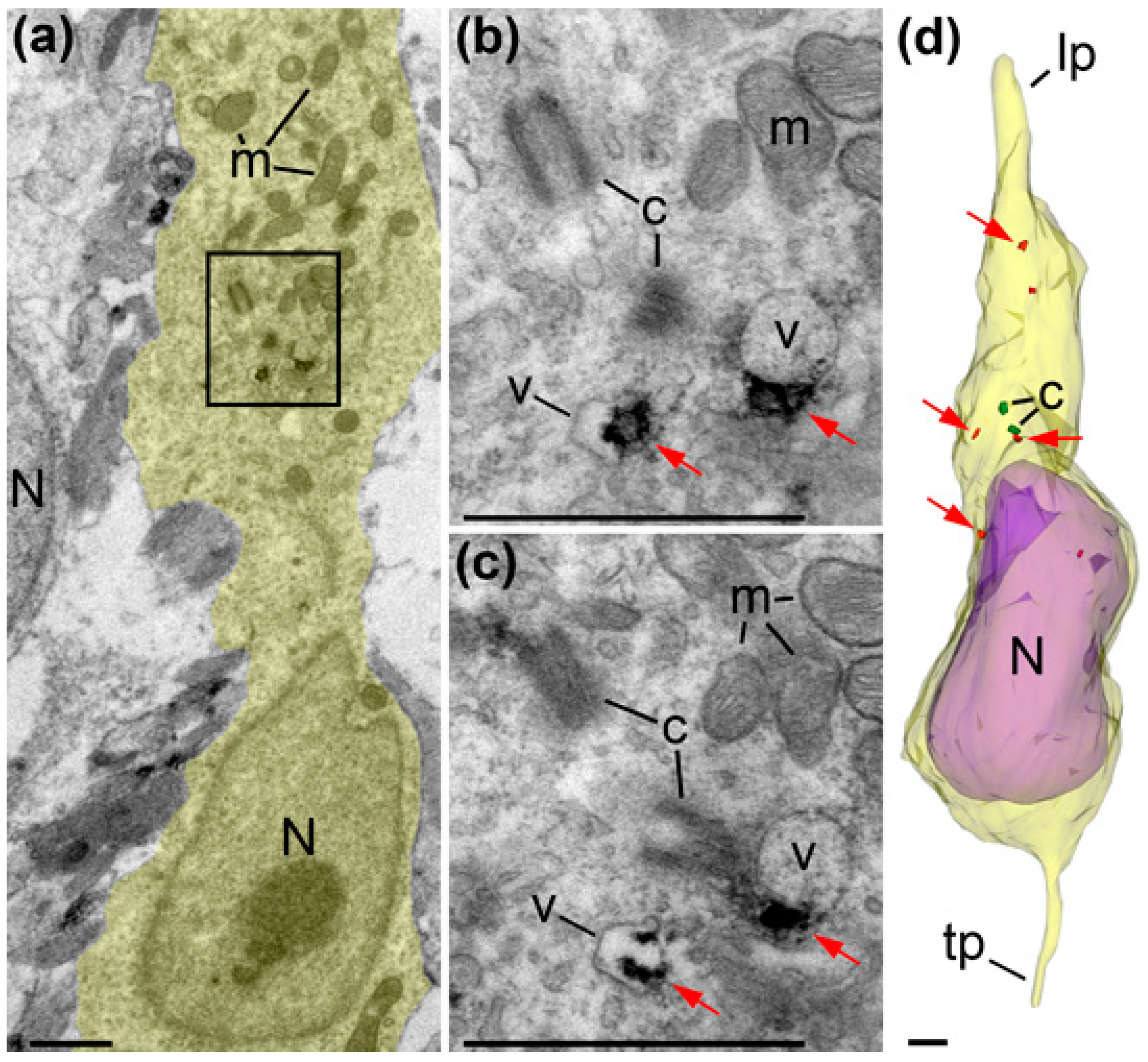 Ijms 21 08657 g008 Ijms 21 08657 g008