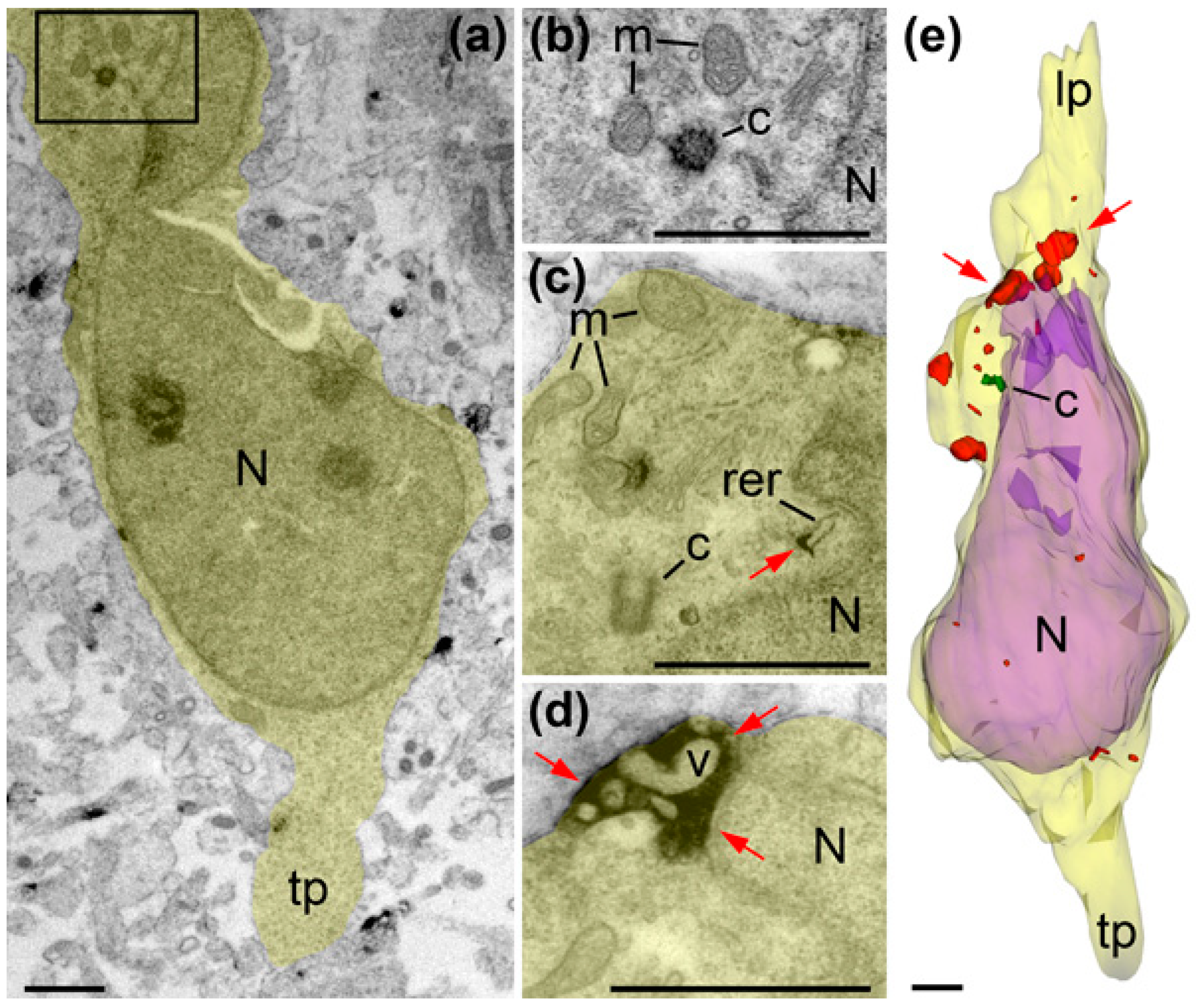 Ijms 21 08657 g009 Ijms 21 08657 g009