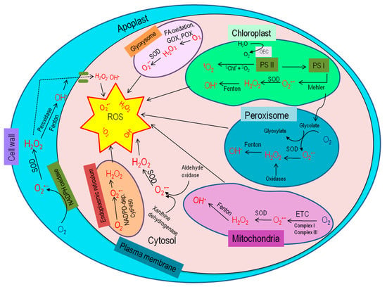 IJMS | Free Full-Text | Regulation of ROS Metabolism in Plants 