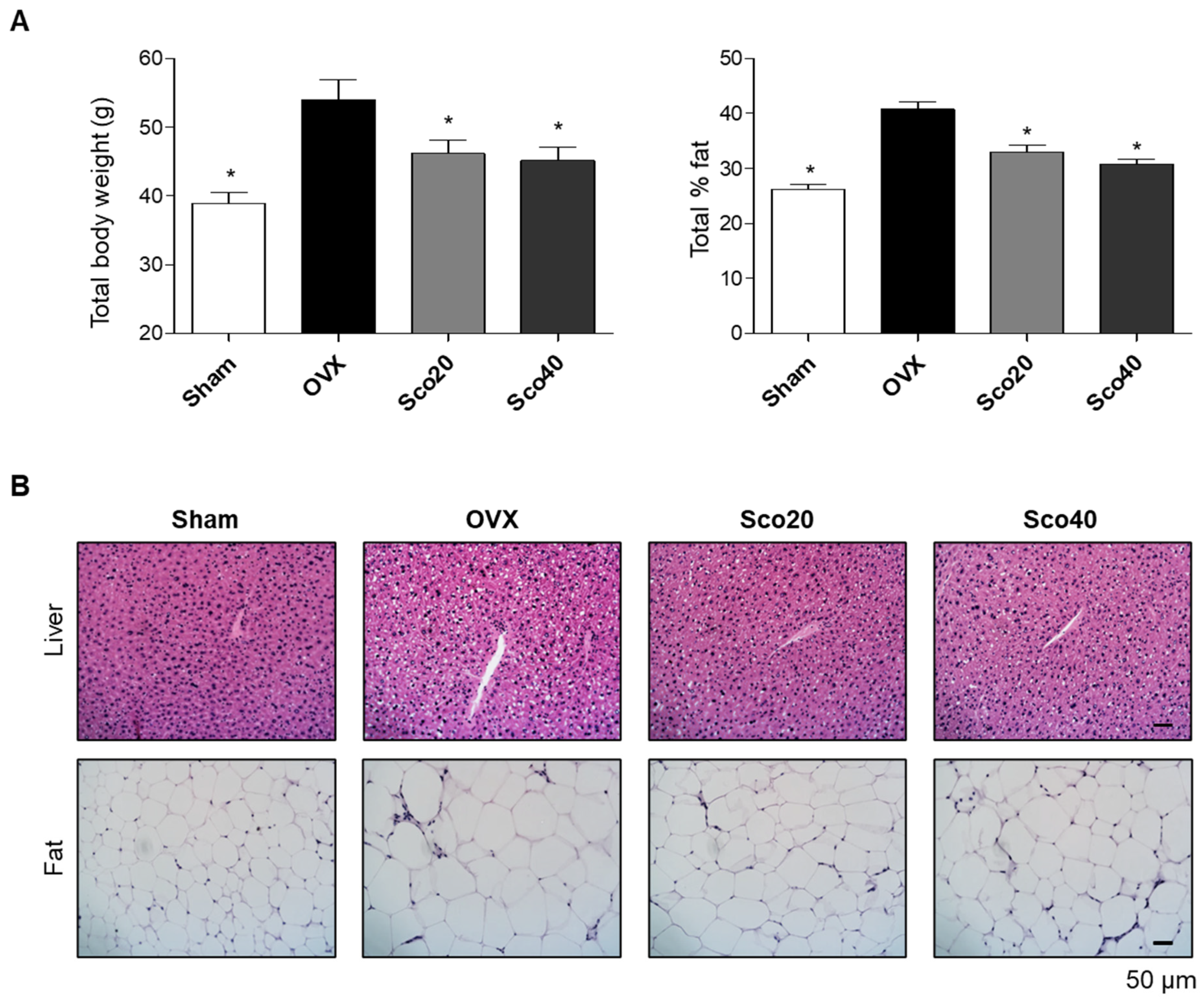 Ijms 21 08699 g003 Ijms 21 08699 g003