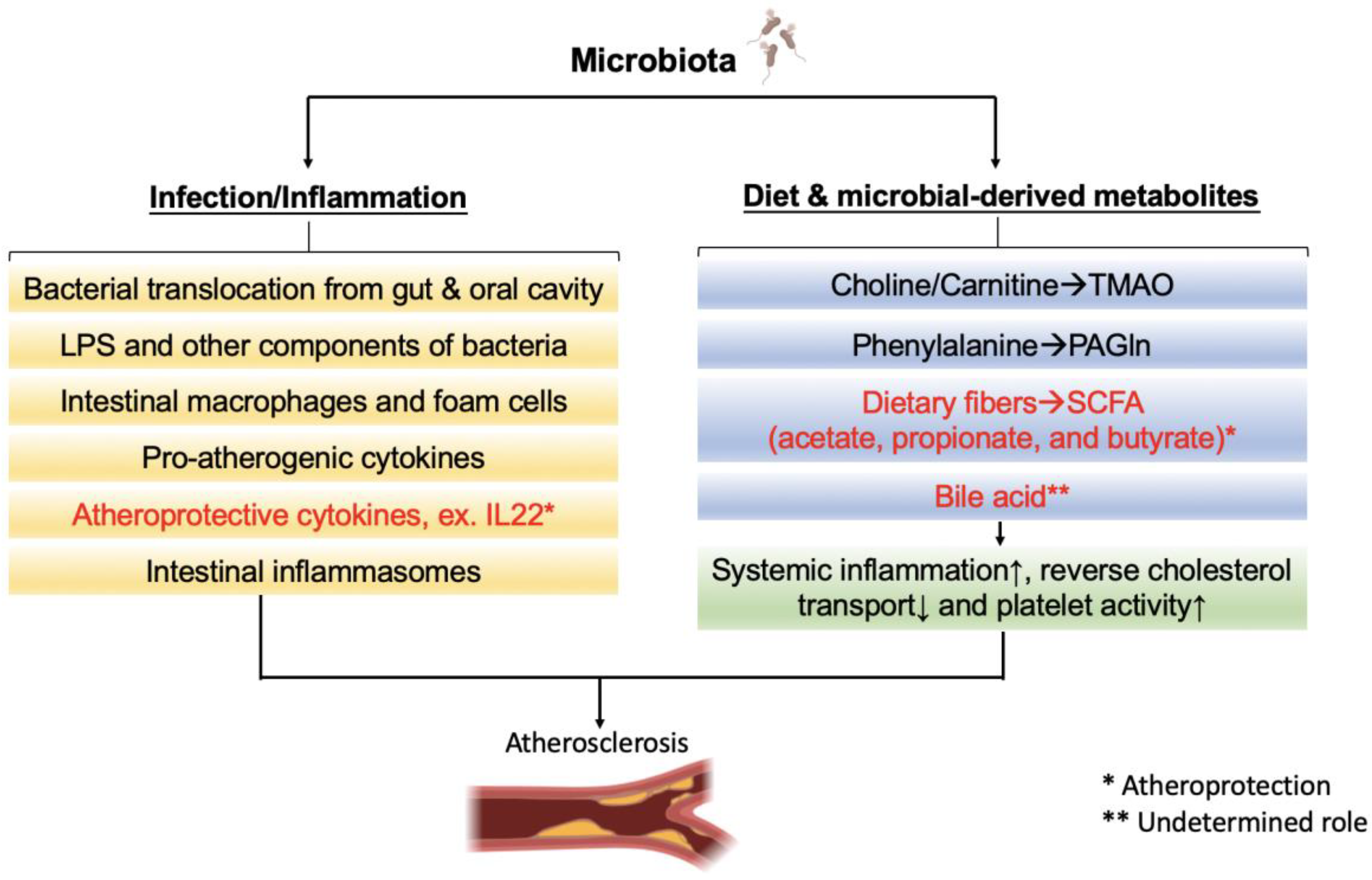 IJMS | Free Full-Text | Mutual Interplay of Host Immune System and Gut  Microbiota in the Immunopathology of Atherosclerosis | HTML