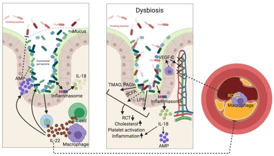 Ijms Free Full Text Mutual Interplay Of Host Immune System And Gut