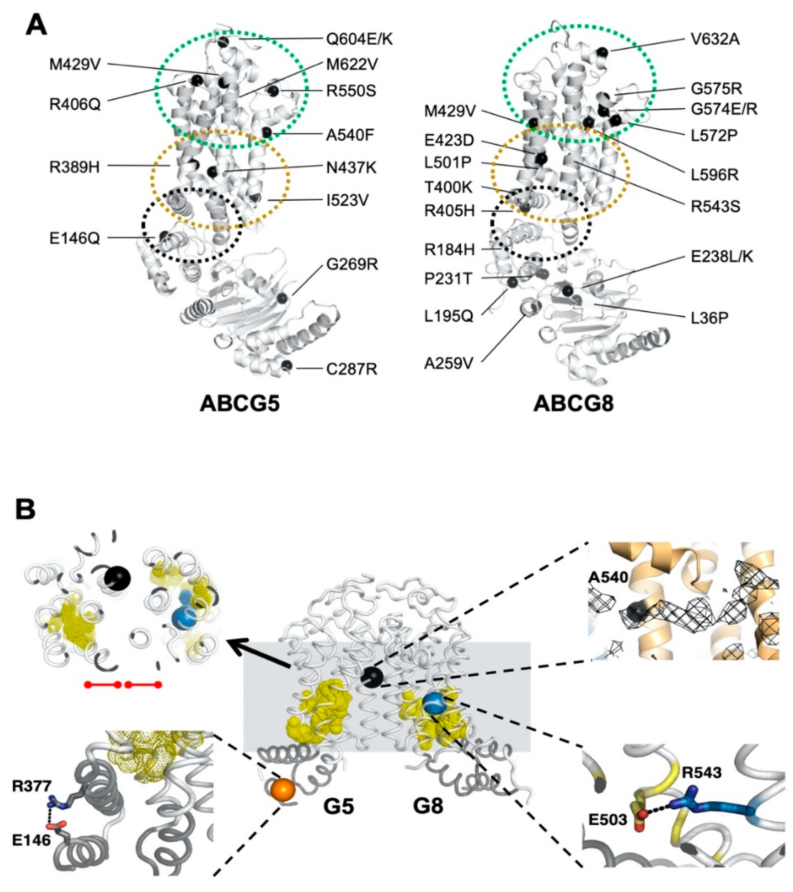 Ijms 21 08747 g001 Ijms 21 08747 g001