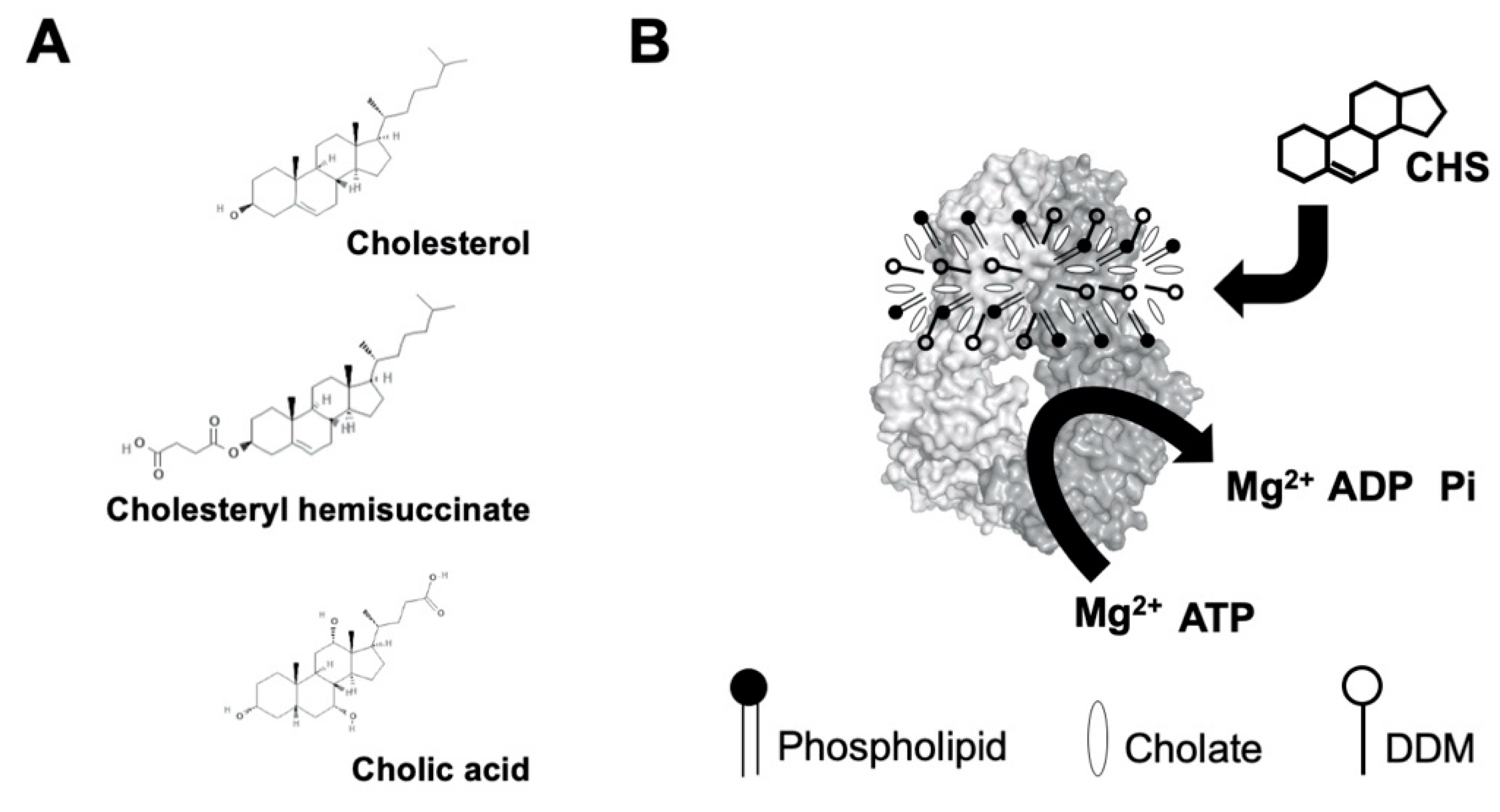 Ijms 21 08747 g002 Ijms 21 08747 g002
