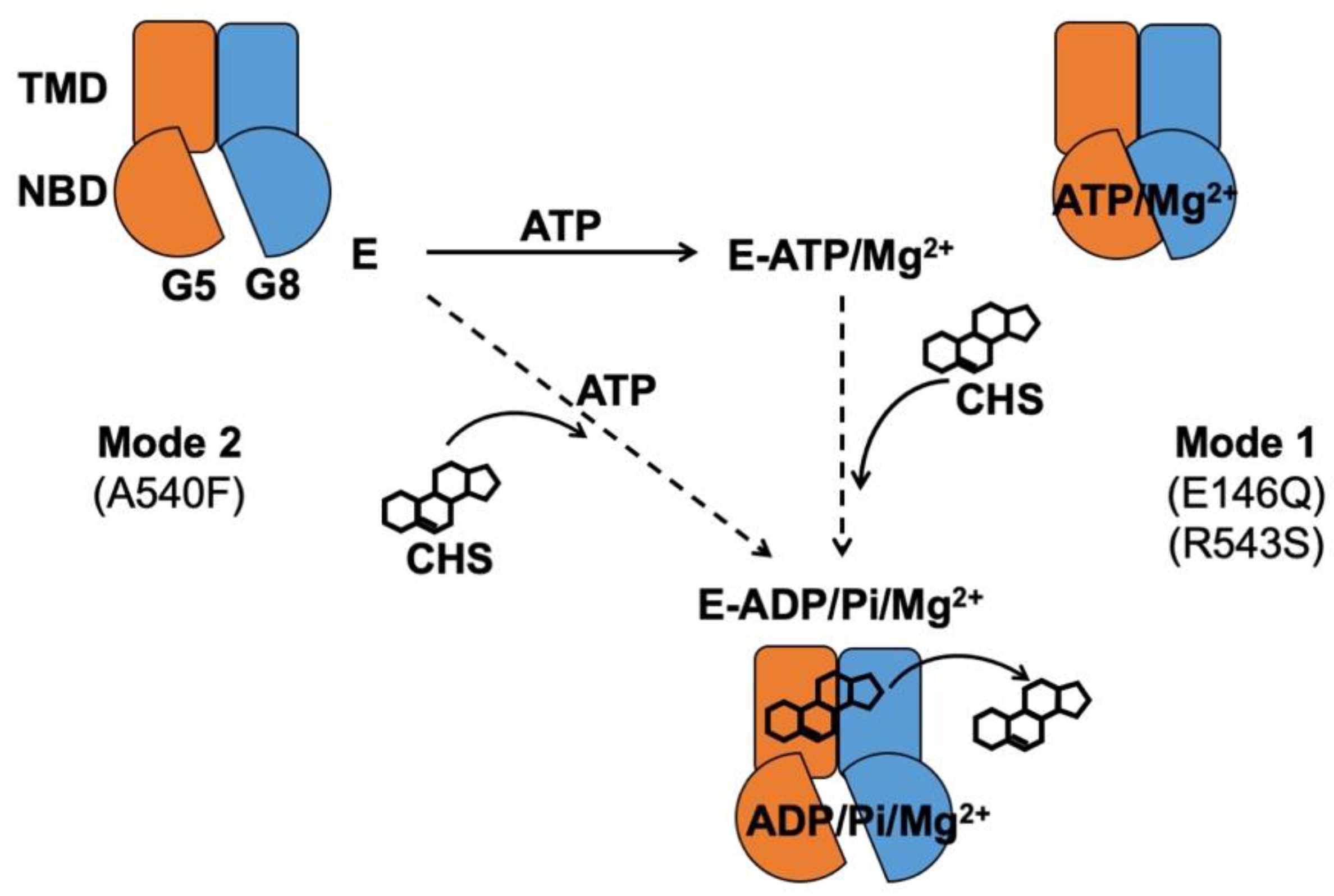 Ijms 21 08747 g009 Ijms 21 08747 g009