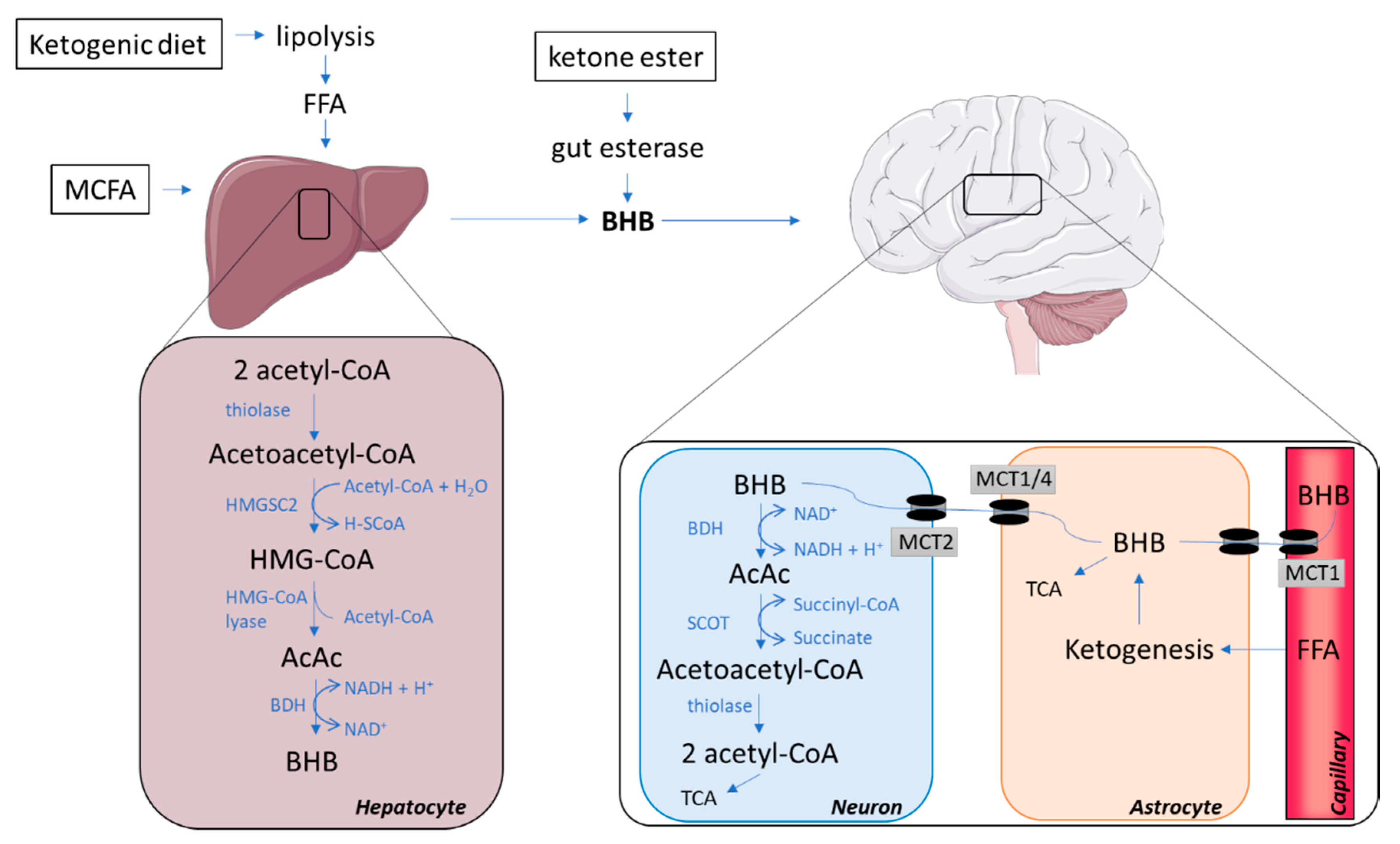 Effects of Ketone Bodies on Brain Metabolism