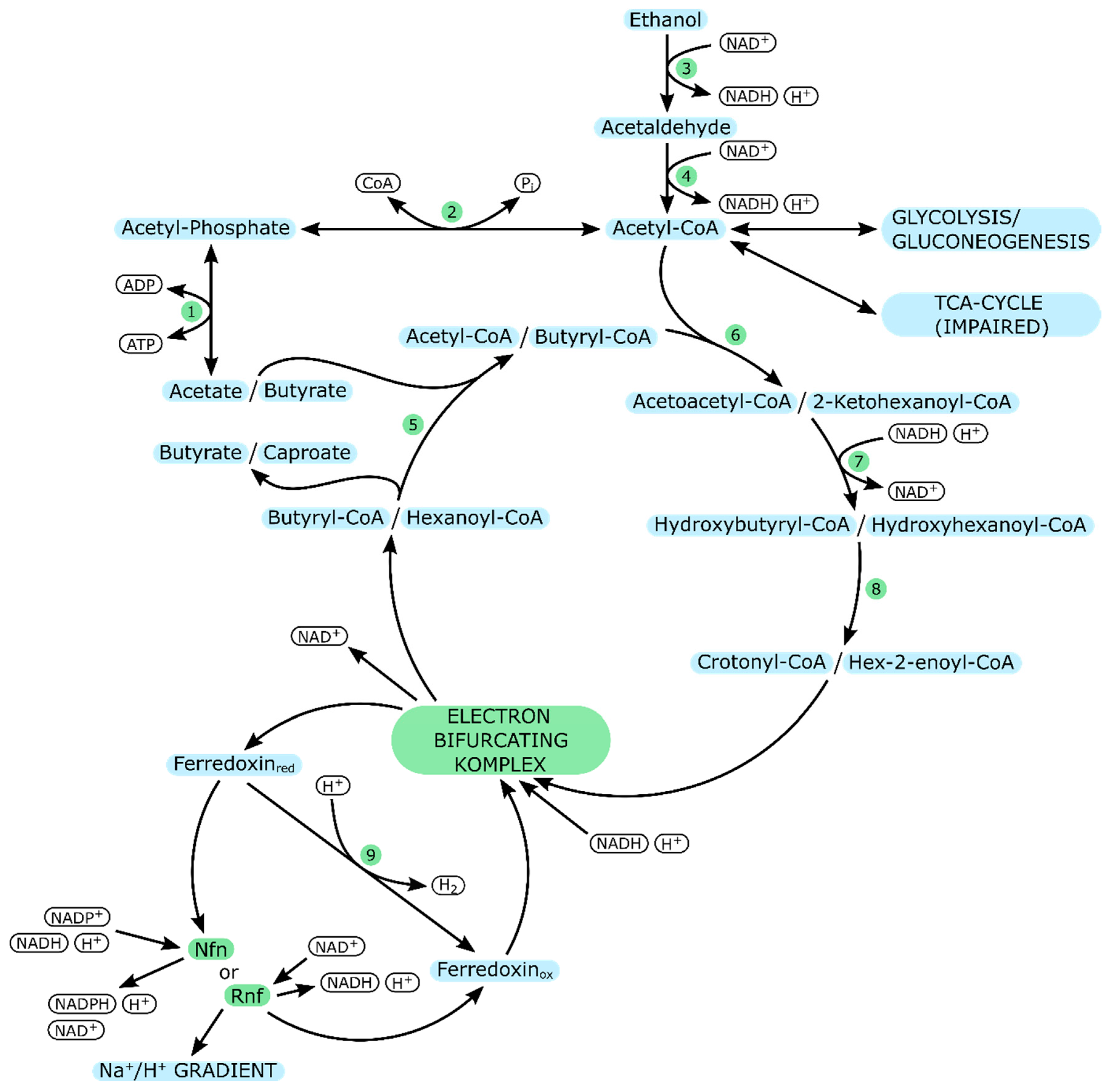 Ijms 21 08777 g003 Ijms 21 08777 g003